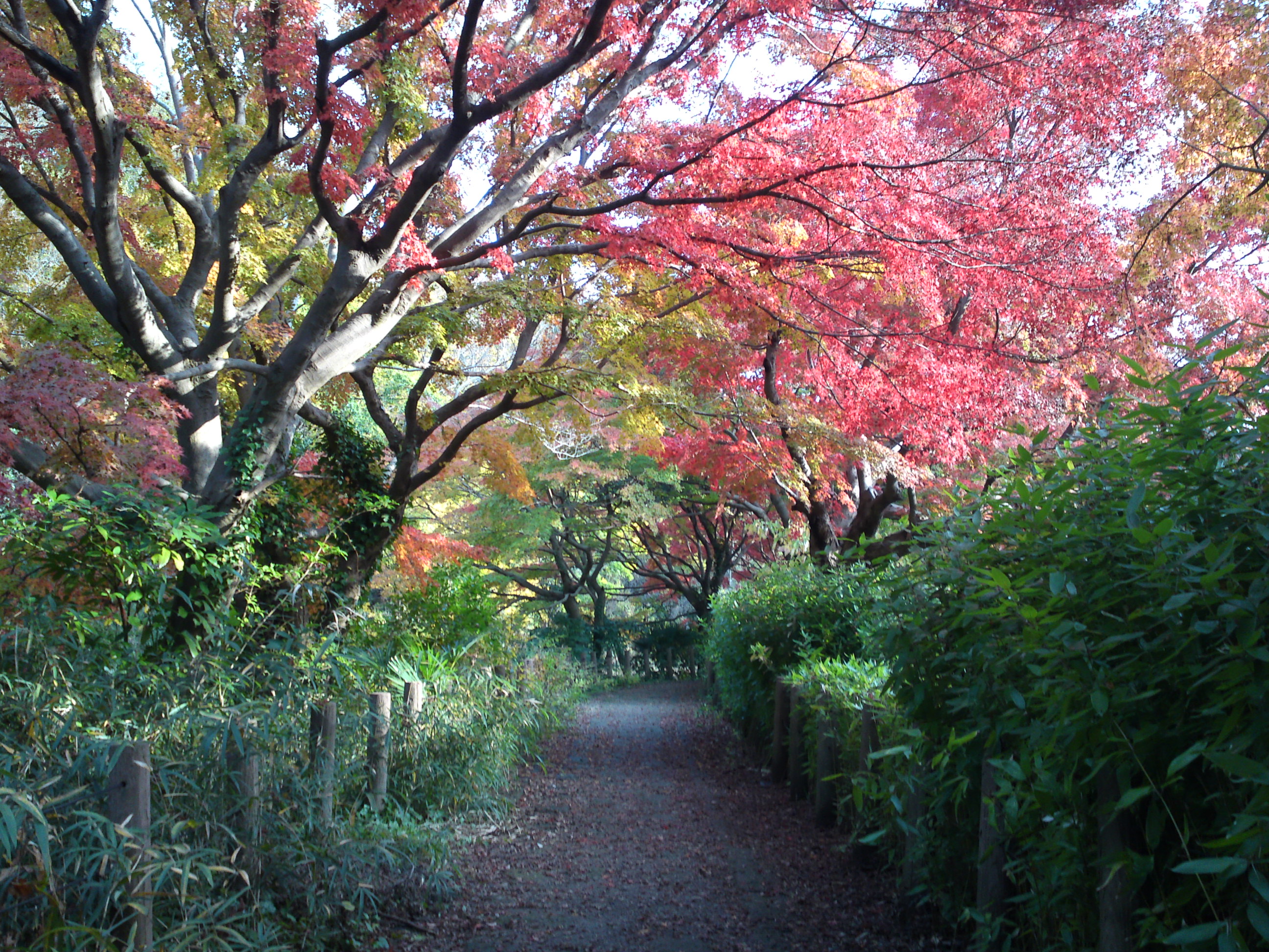 2019年じゅんさい池緑地公園晩秋の風景２