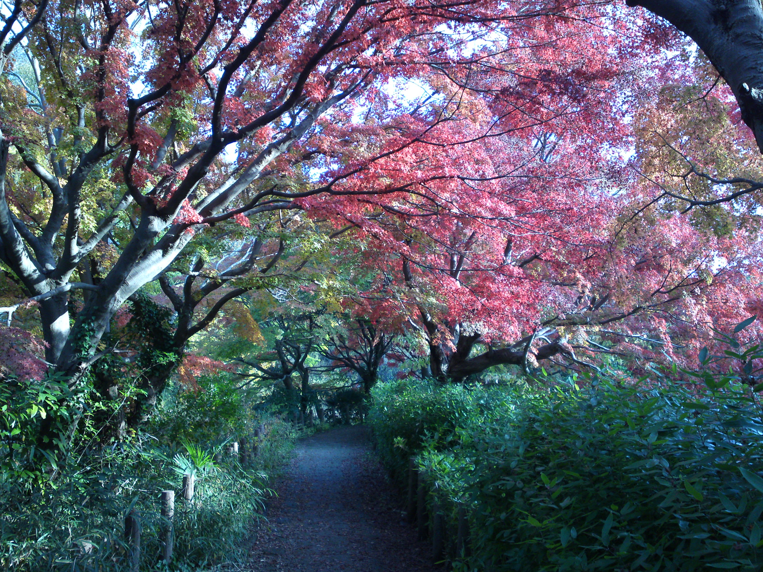 2019年じゅんさい池緑地公園晩秋の風景３