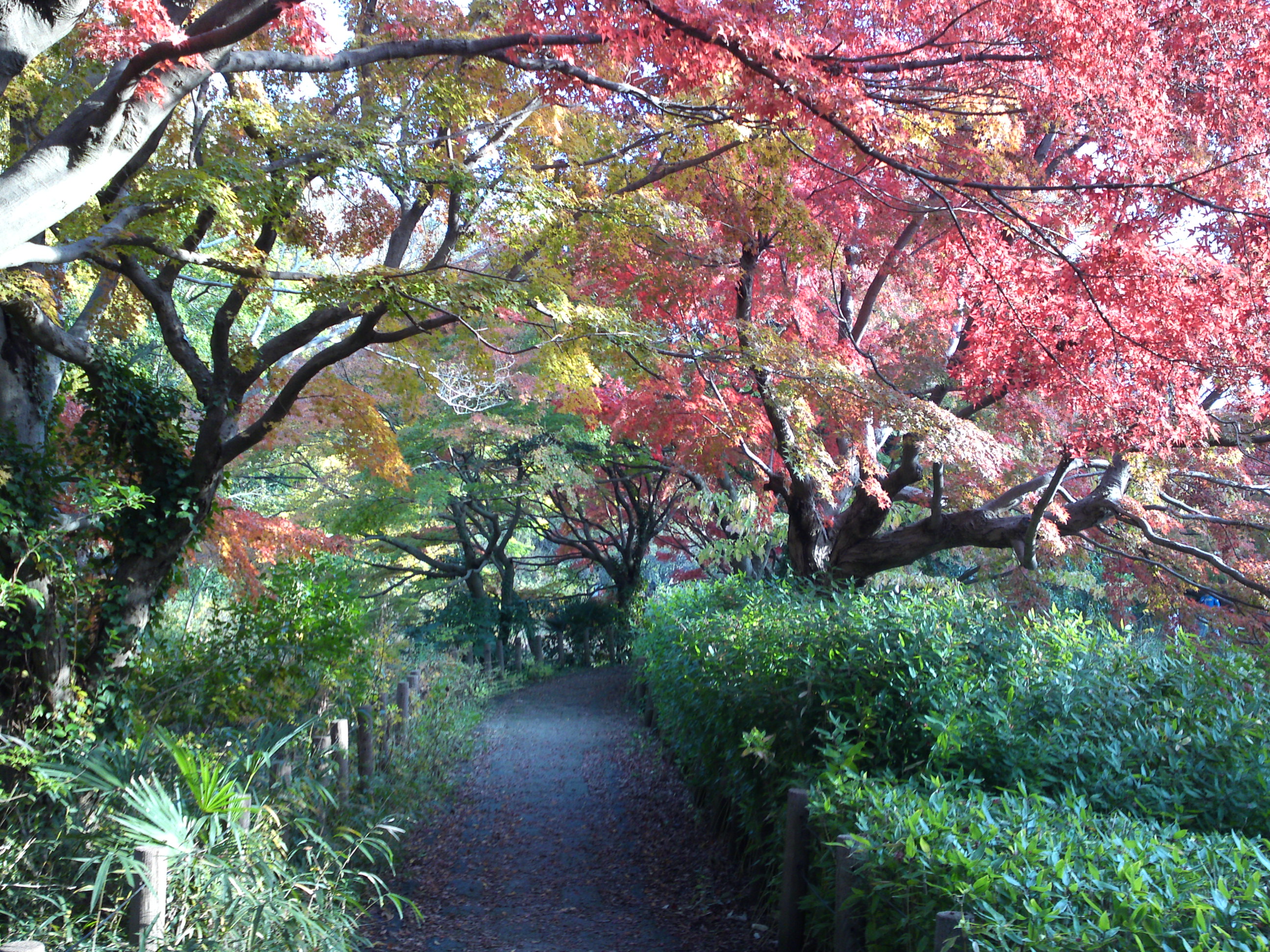 2019年じゅんさい池緑地公園晩秋の風景４