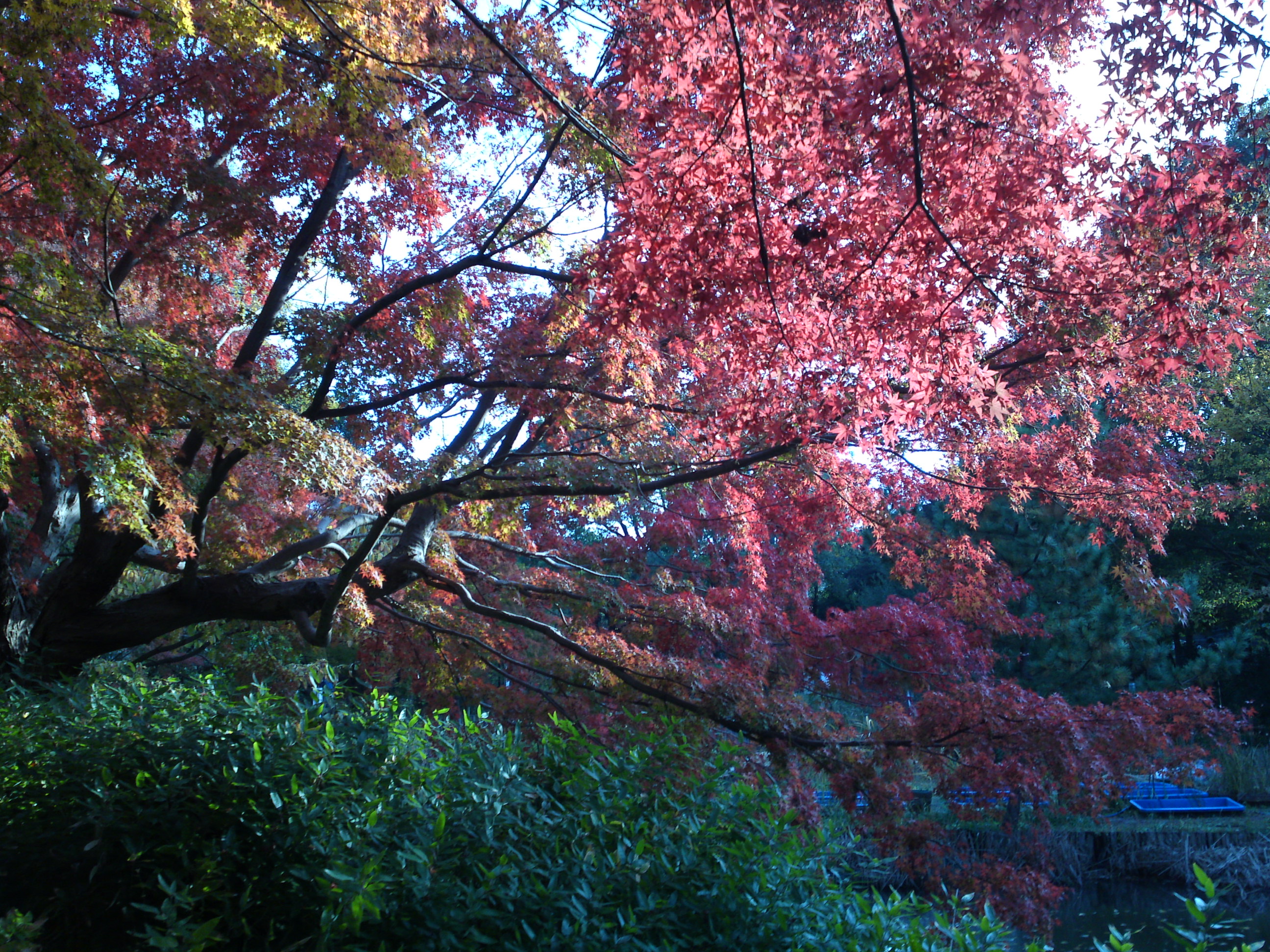 2019年じゅんさい池緑地公園晩秋の風景５