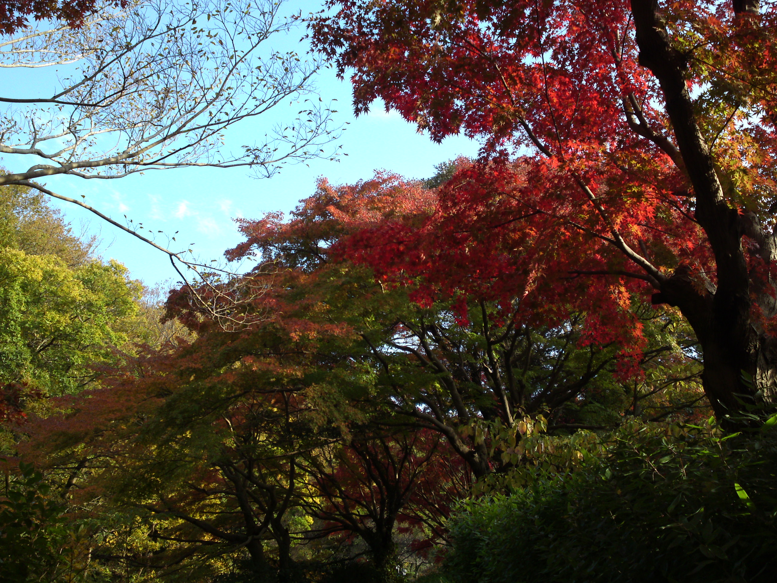 2019年じゅんさい池緑地公園晩秋の風景６