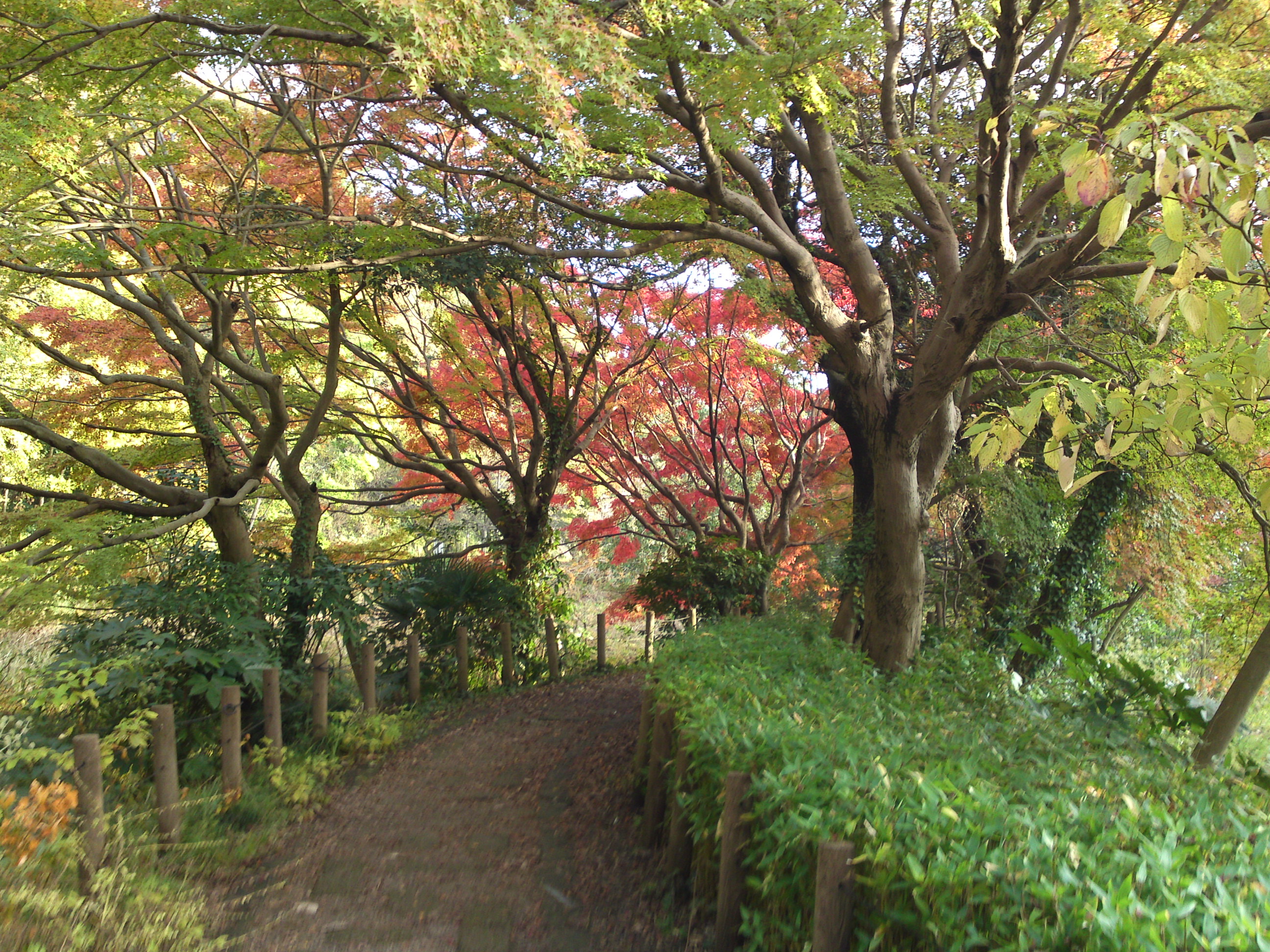 2019年じゅんさい池緑地公園晩秋の風景７