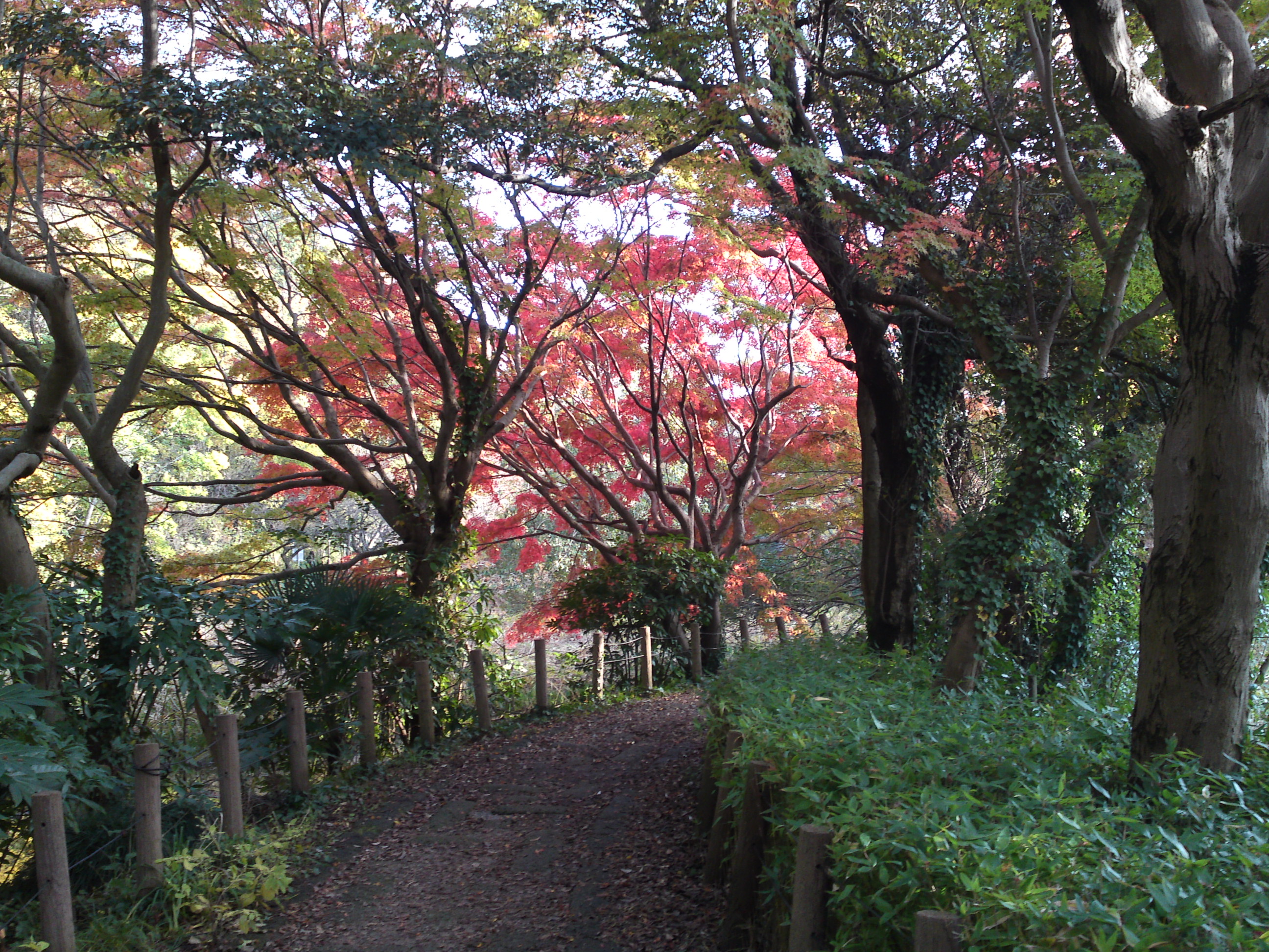 2019年じゅんさい池緑地公園晩秋の風景８