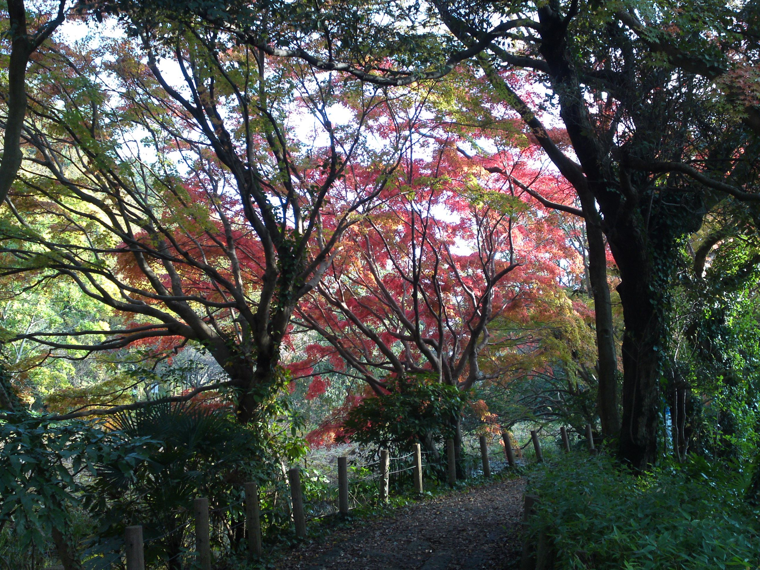 2019年じゅんさい池緑地公園晩秋の風景９