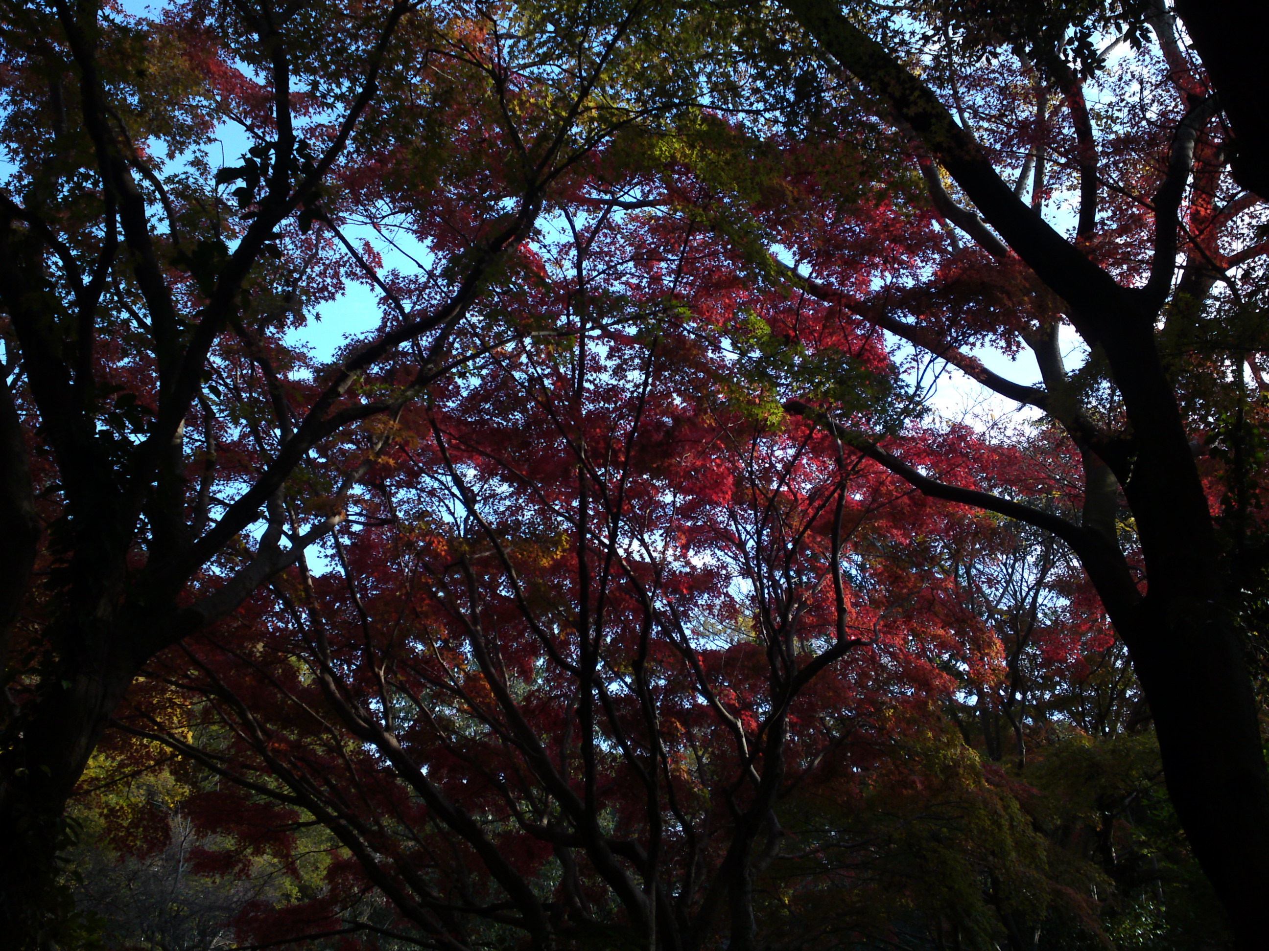 2019年じゅんさい池緑地公園晩秋の風景１０