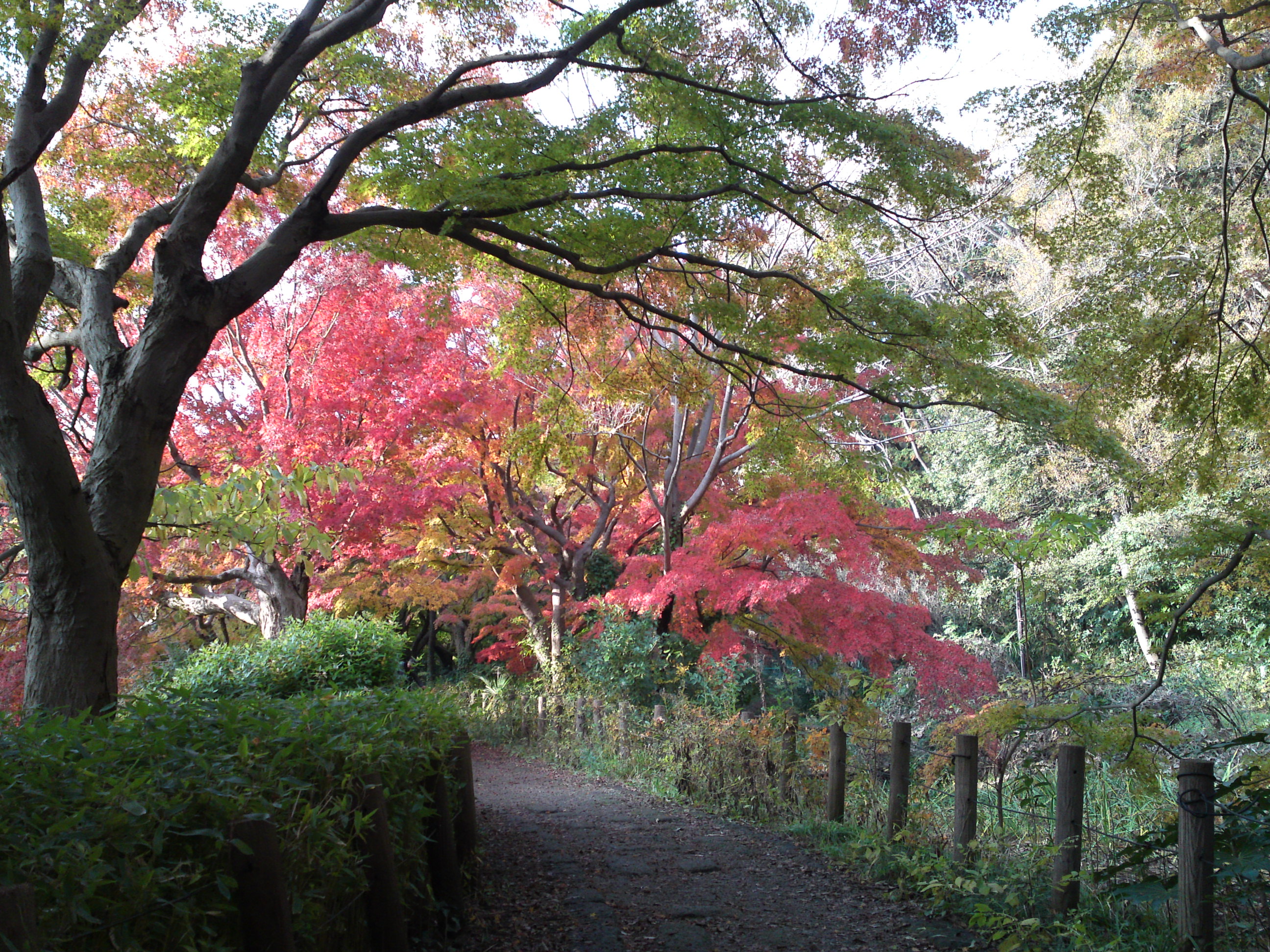 2019年じゅんさい池緑地公園晩秋の風景１１