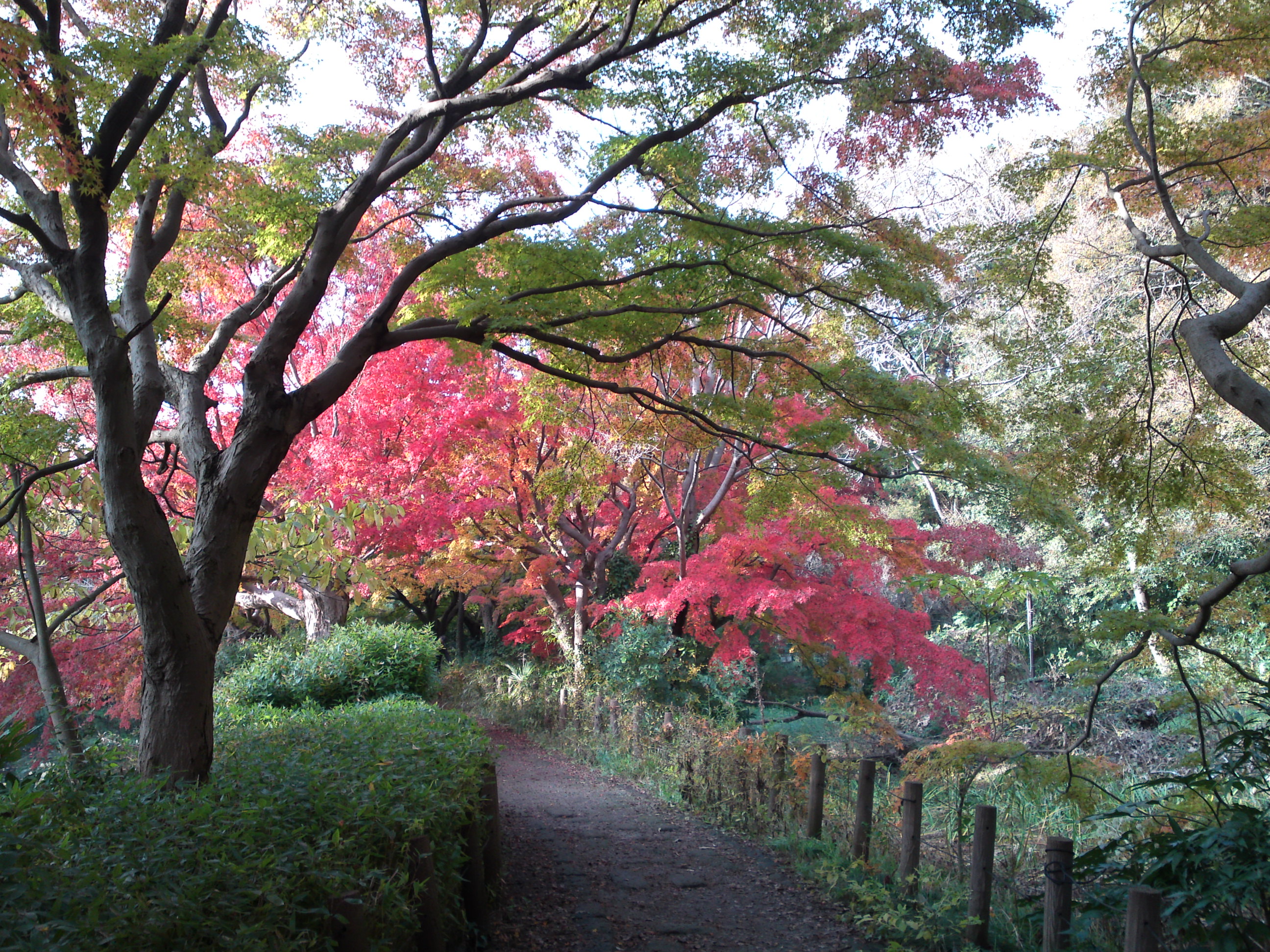 2019年じゅんさい池緑地公園晩秋の風景１２