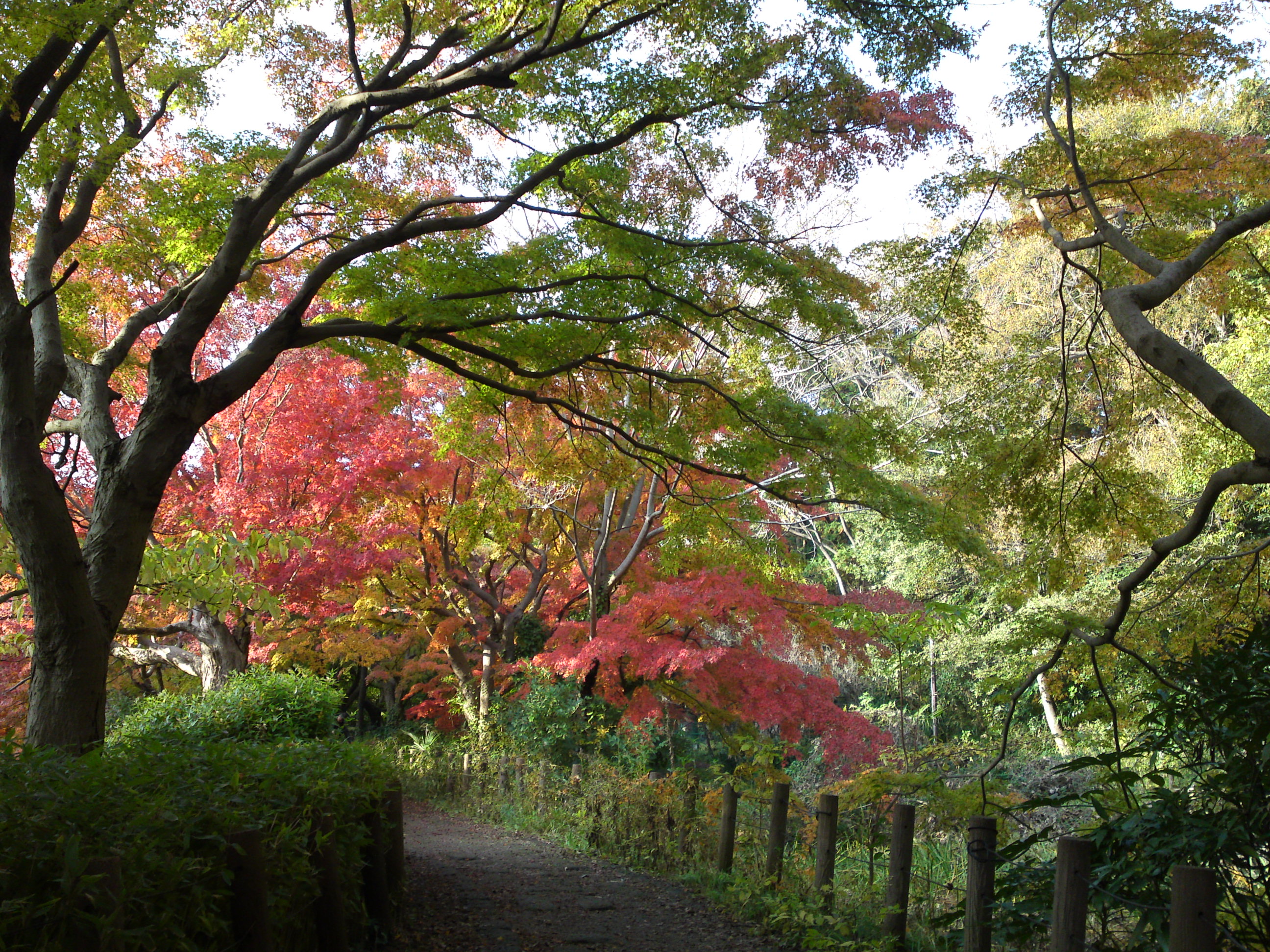 2019年じゅんさい池緑地公園晩秋の風景１３