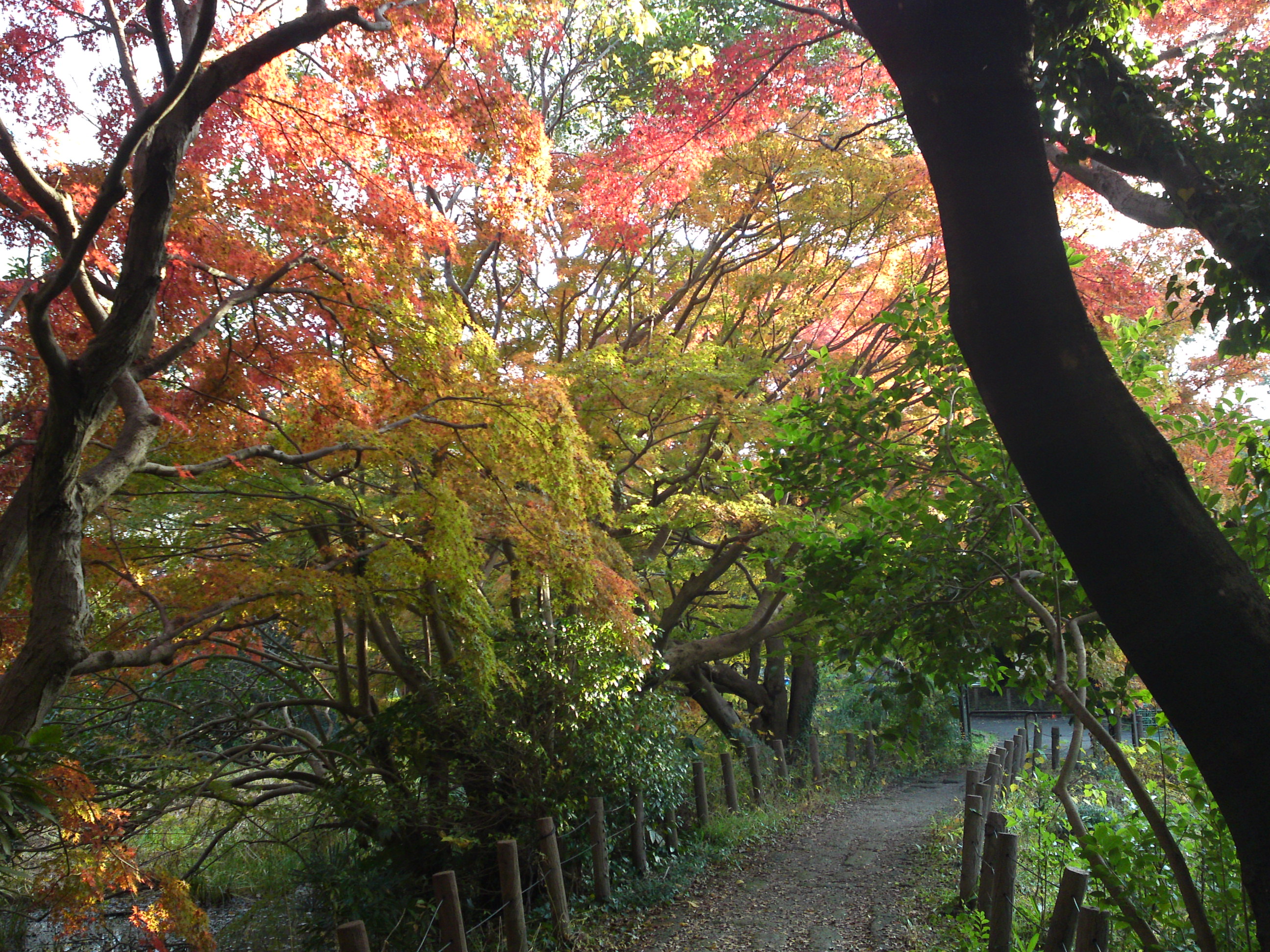 2019年じゅんさい池緑地公園晩秋の風景１４