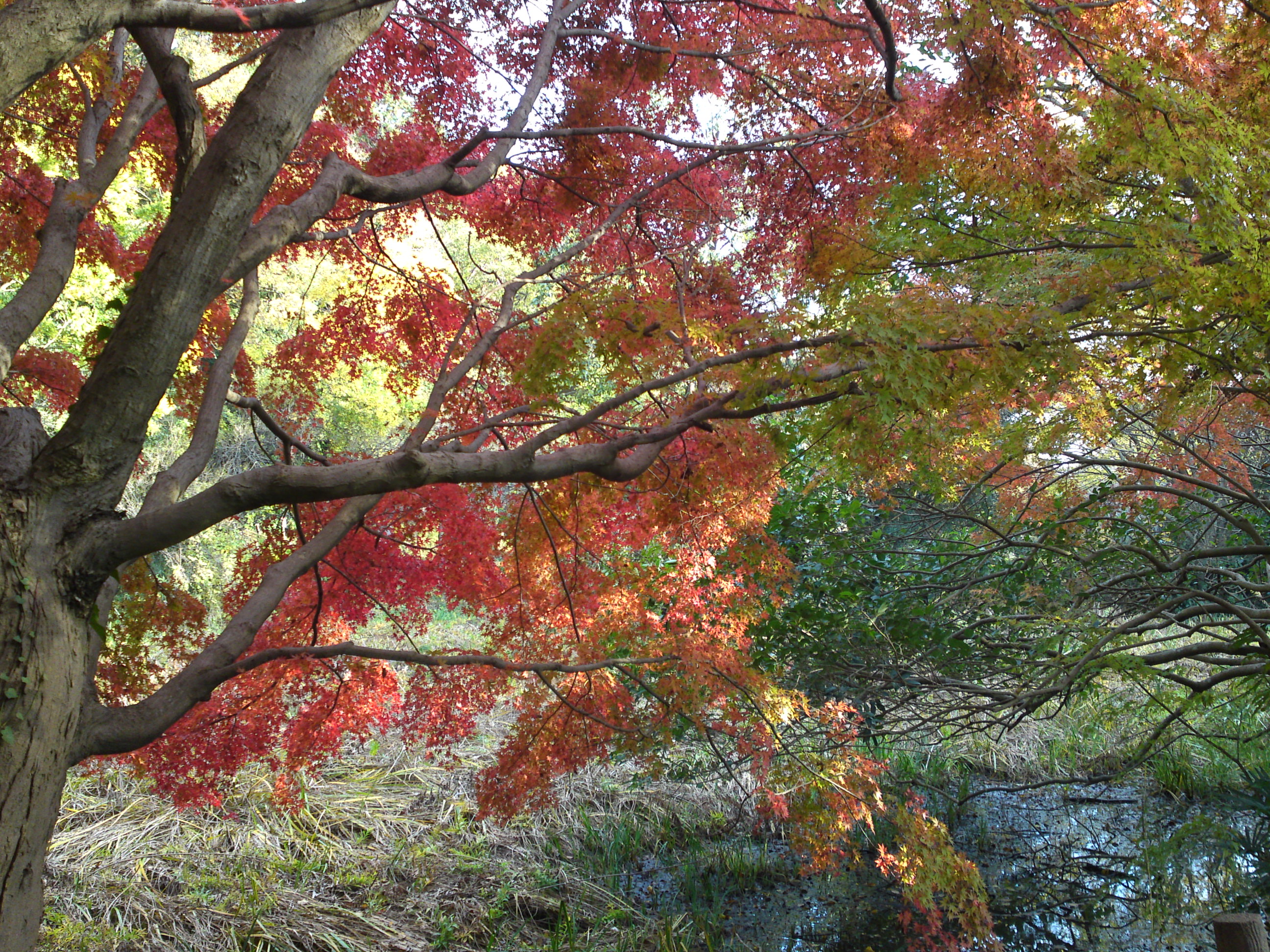 2019年じゅんさい池緑地公園晩秋の風景１５