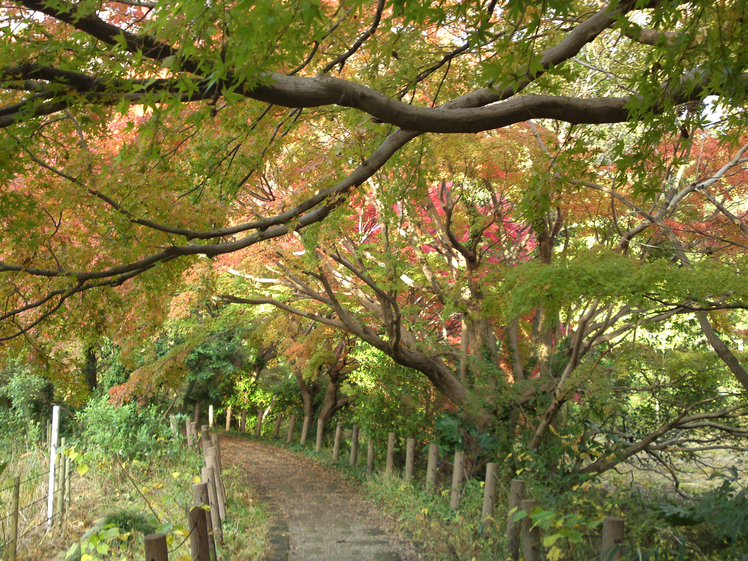 2019年じゅんさい池緑地公園晩秋の風景１７