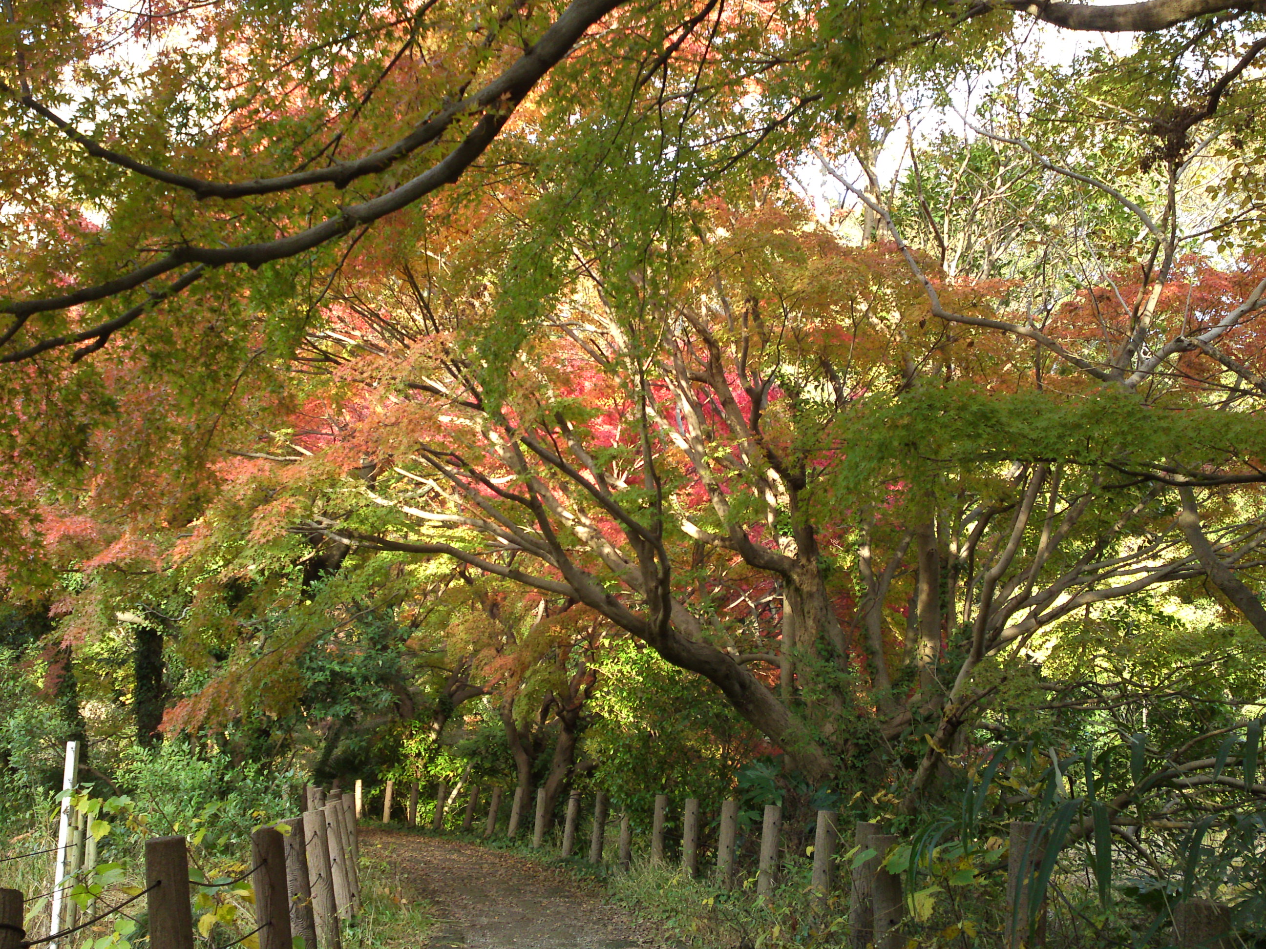 2019年じゅんさい池緑地公園晩秋の風景１８