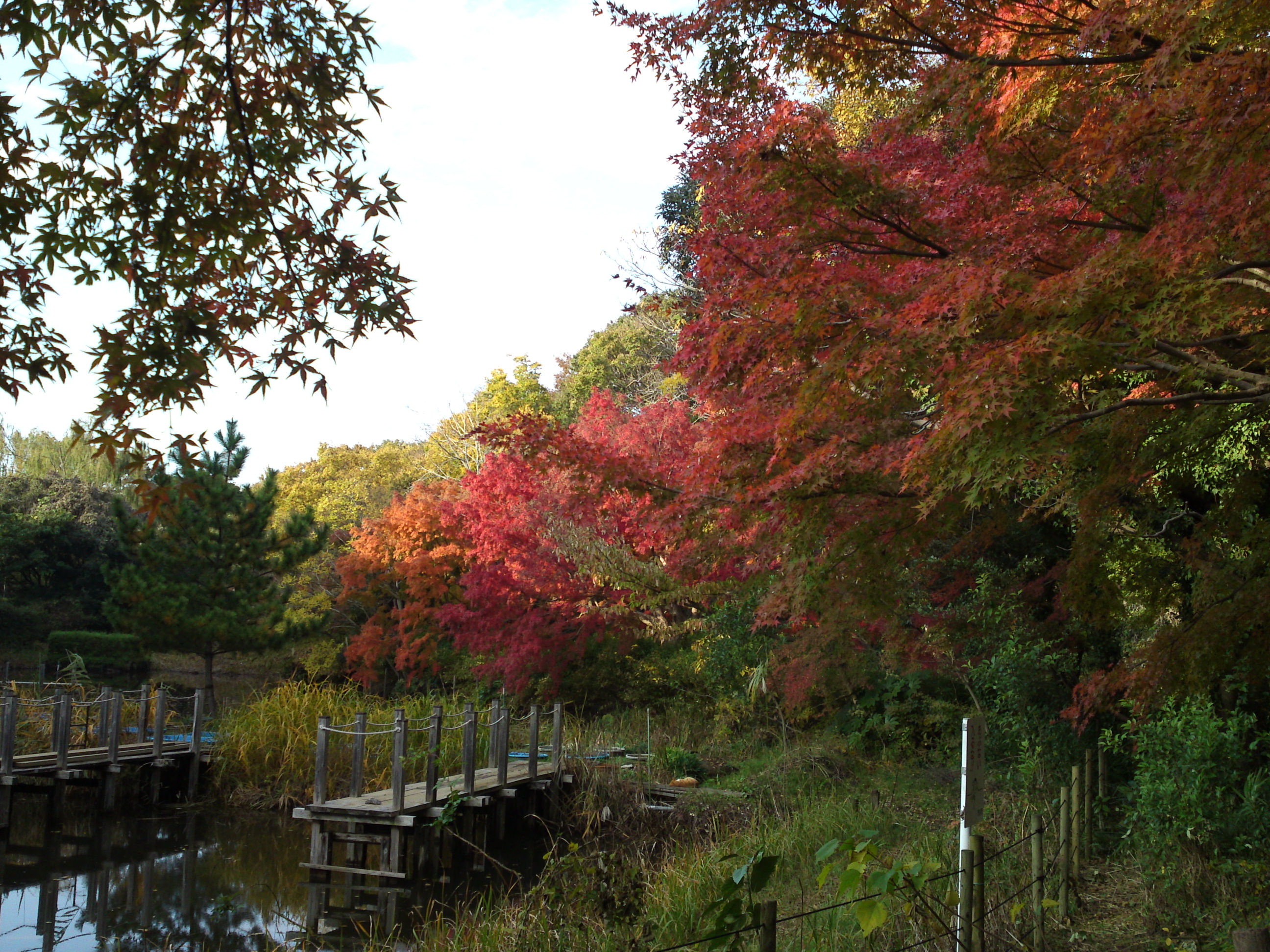 2019年じゅんさい池緑地公園晩秋の風景１９