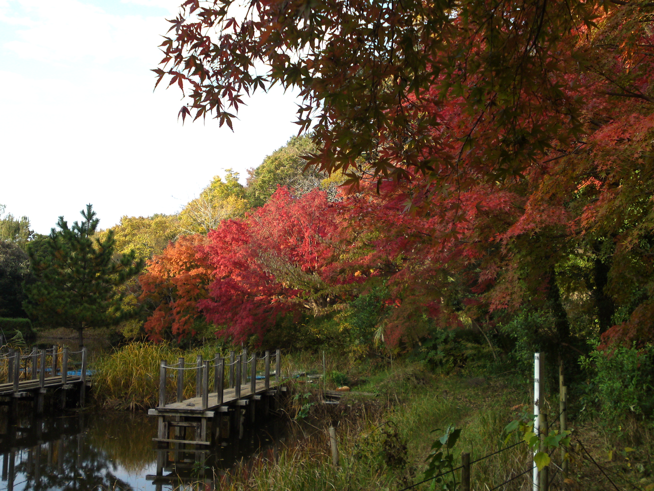 2019年じゅんさい池緑地公園晩秋の風景２０