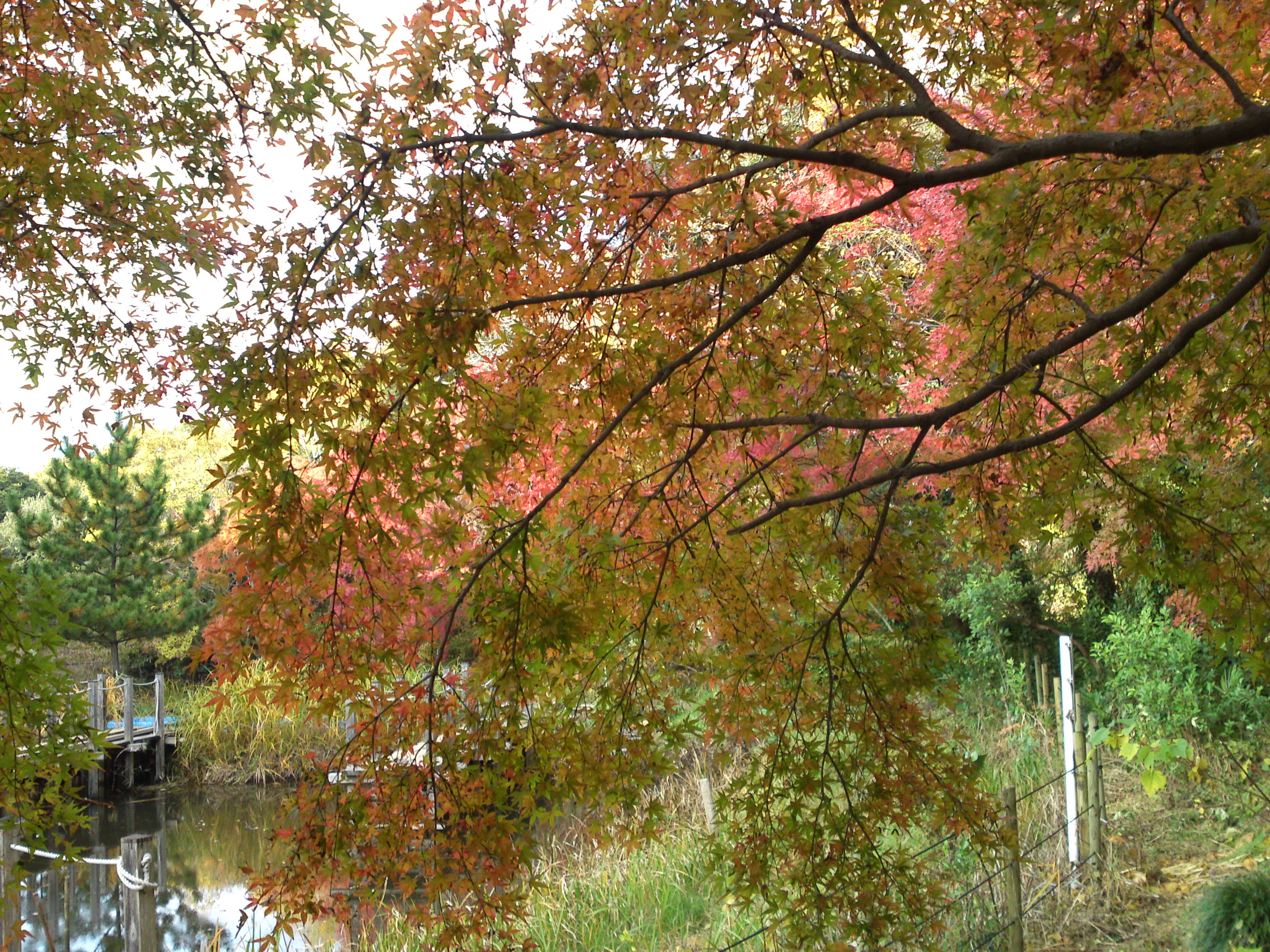 2019年じゅんさい池緑地公園晩秋の風景２１