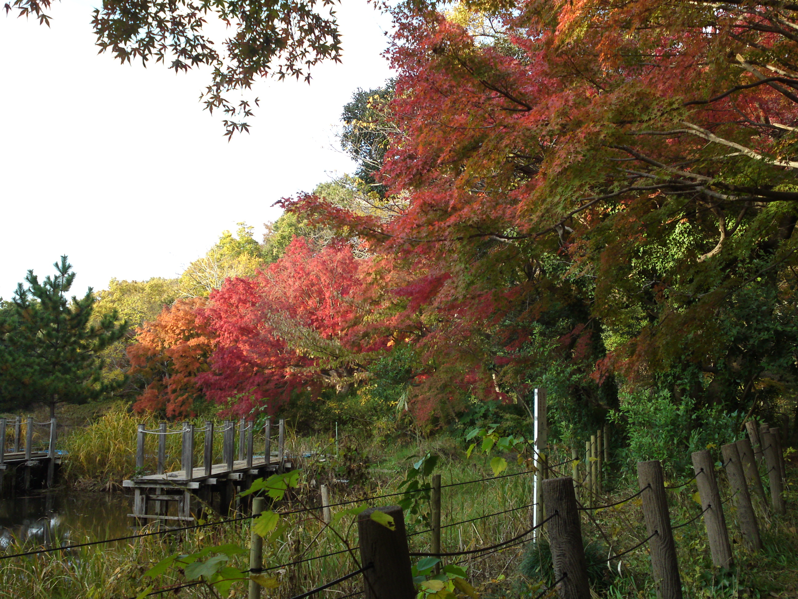 2019年じゅんさい池緑地公園晩秋の風景２２