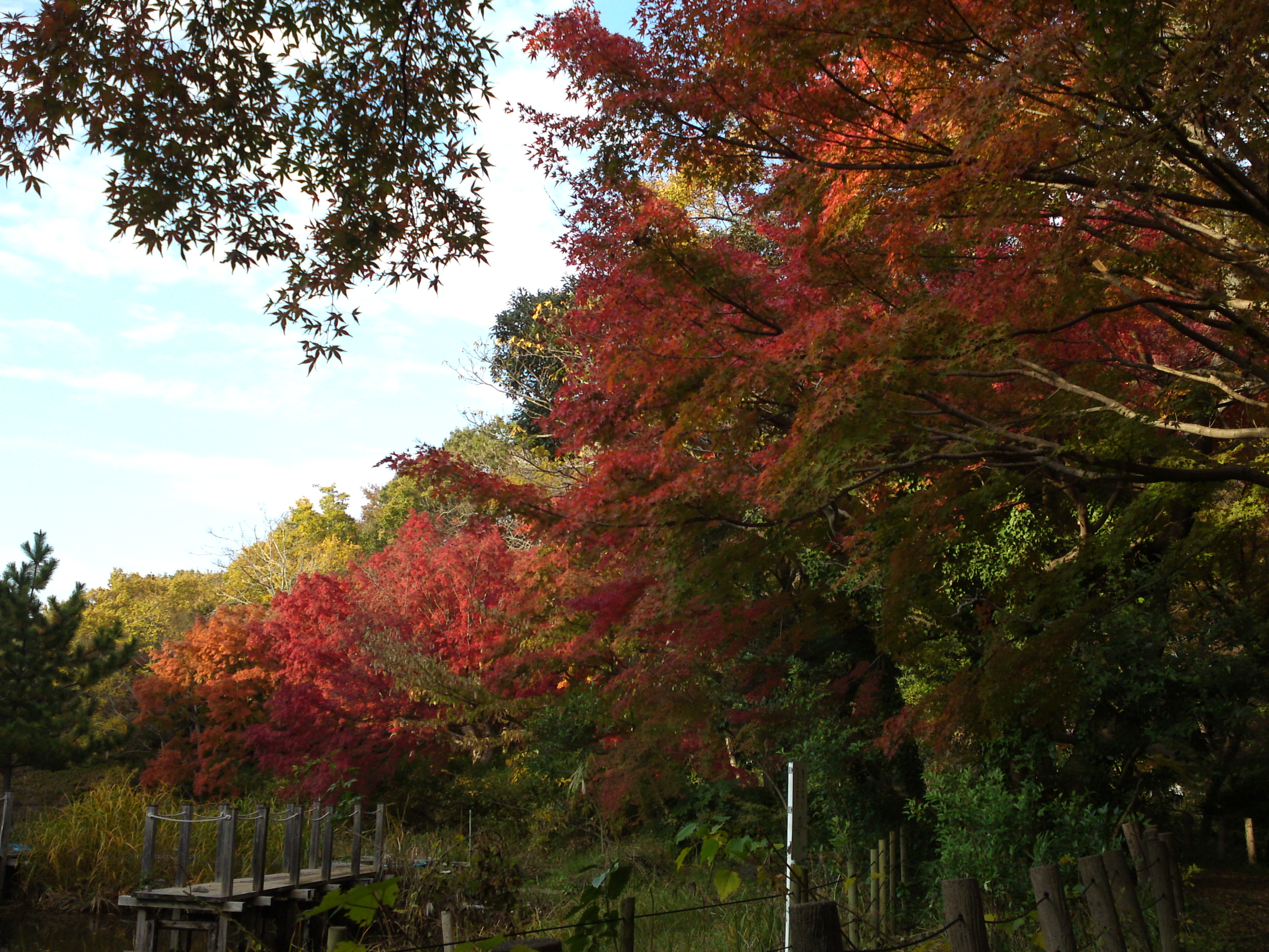 2019年じゅんさい池緑地公園晩秋の風景２３