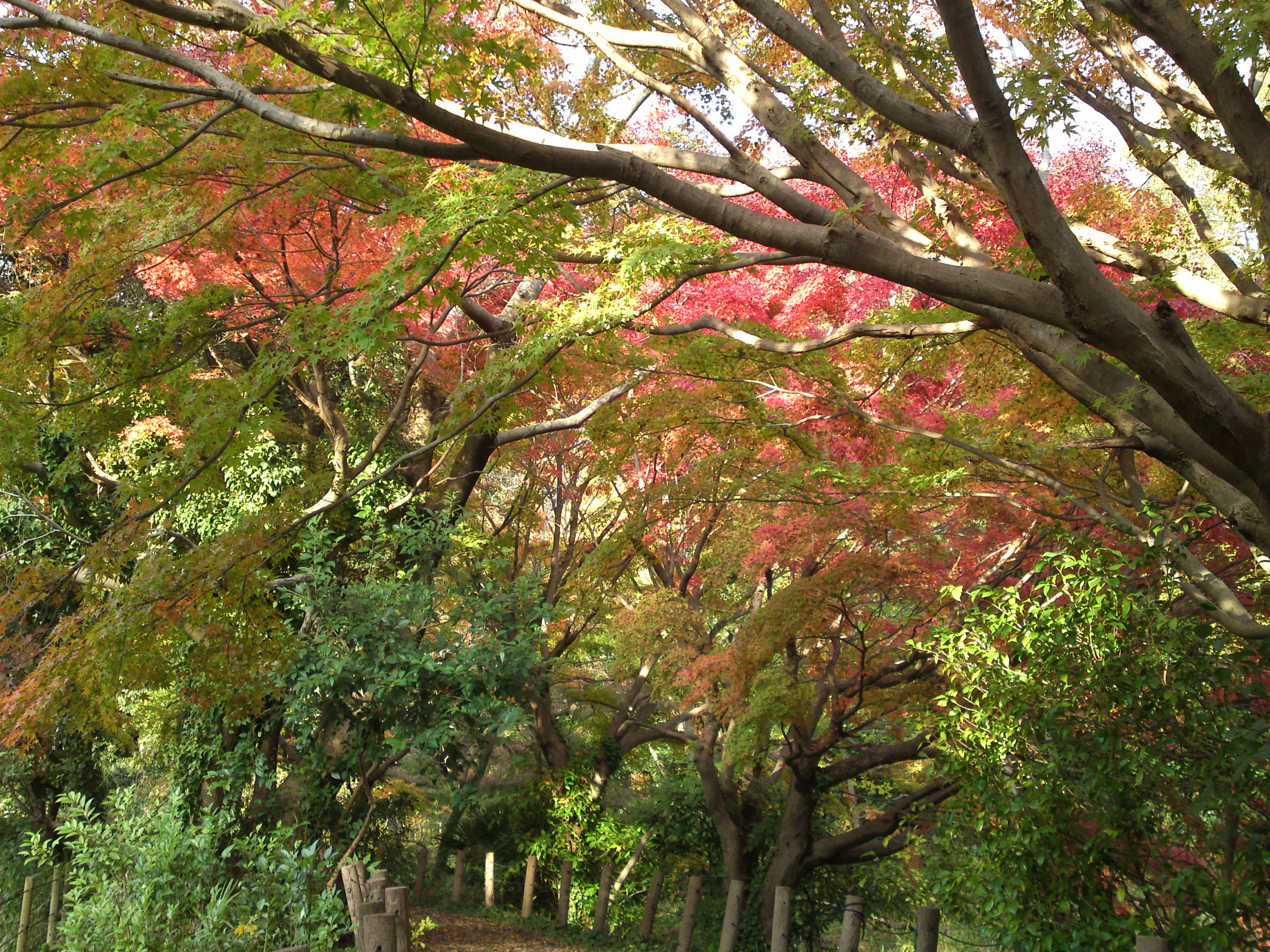 2019年じゅんさい池緑地公園晩秋の風景２４