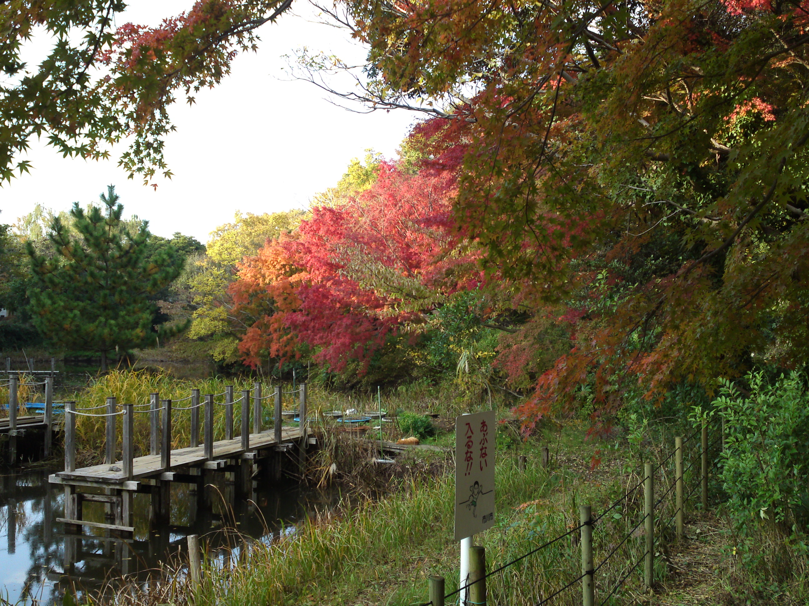 2019年じゅんさい池緑地公園晩秋の風景２５