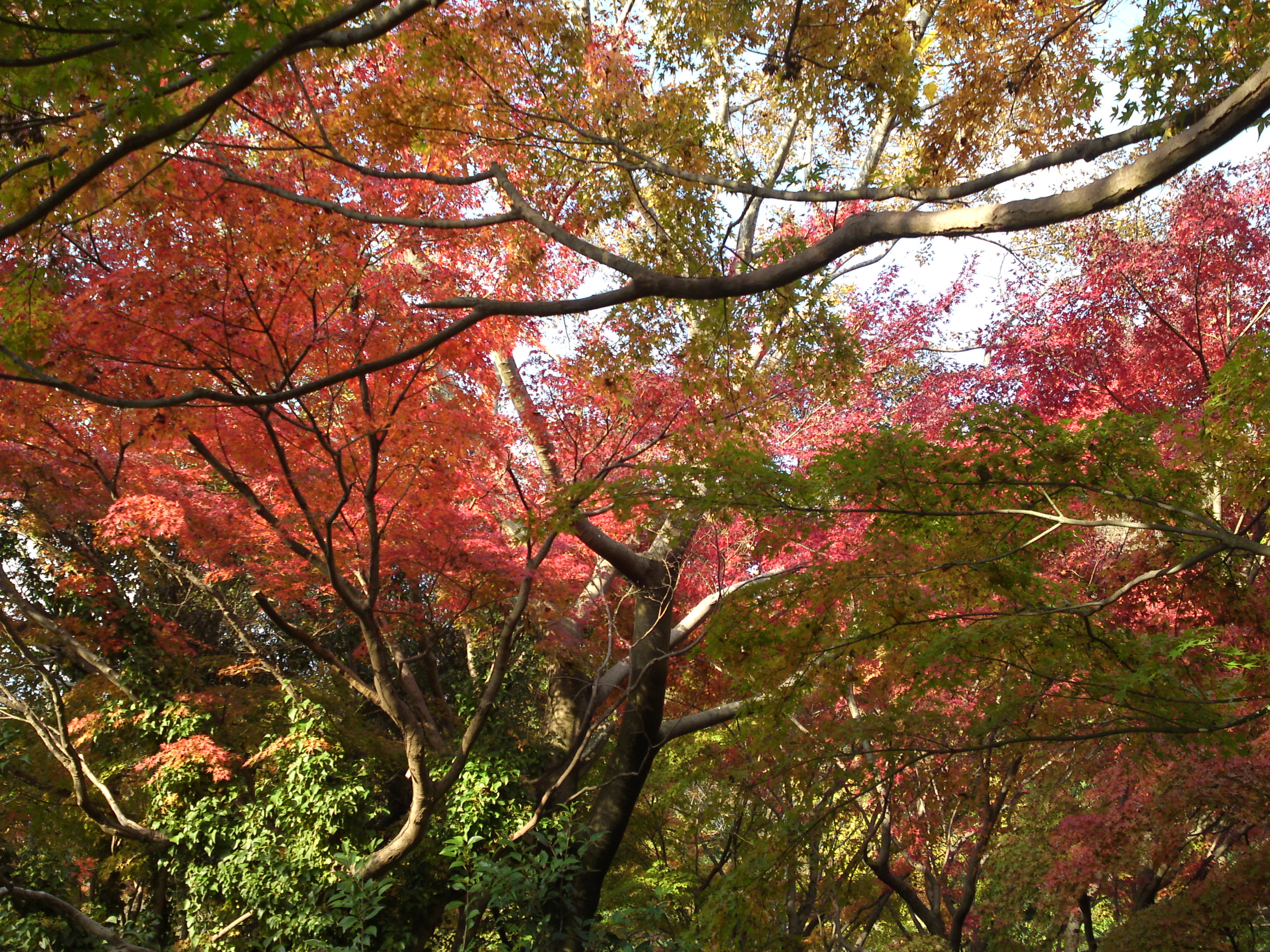 2019年じゅんさい池緑地公園晩秋の風景２６