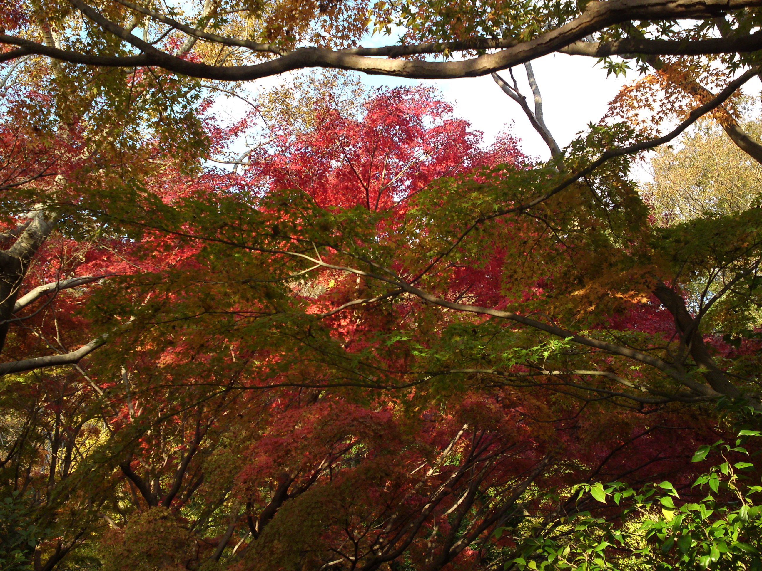 2019年じゅんさい池緑地公園晩秋の風景２７