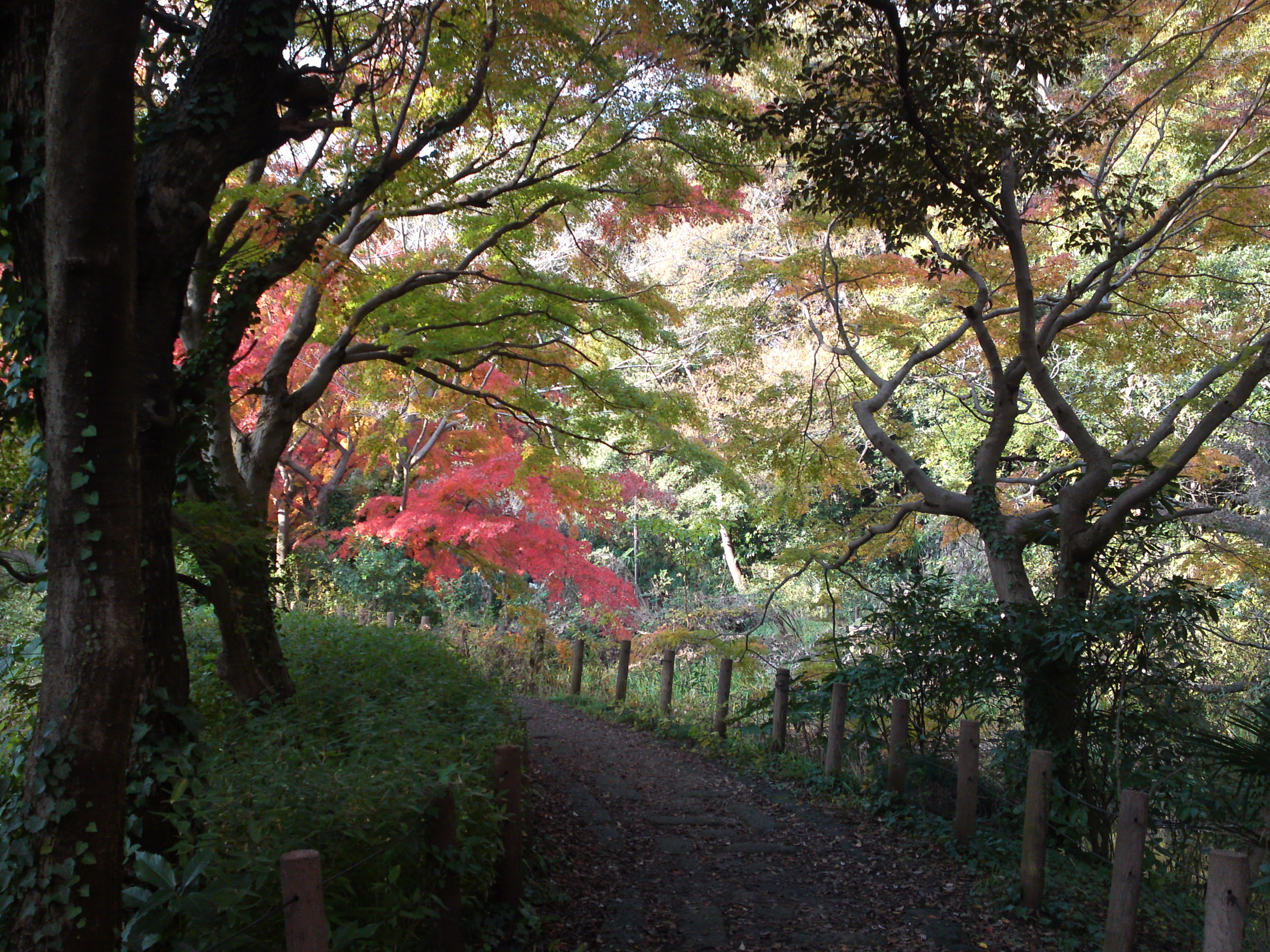 2019年じゅんさい池緑地公園晩秋の風景３０