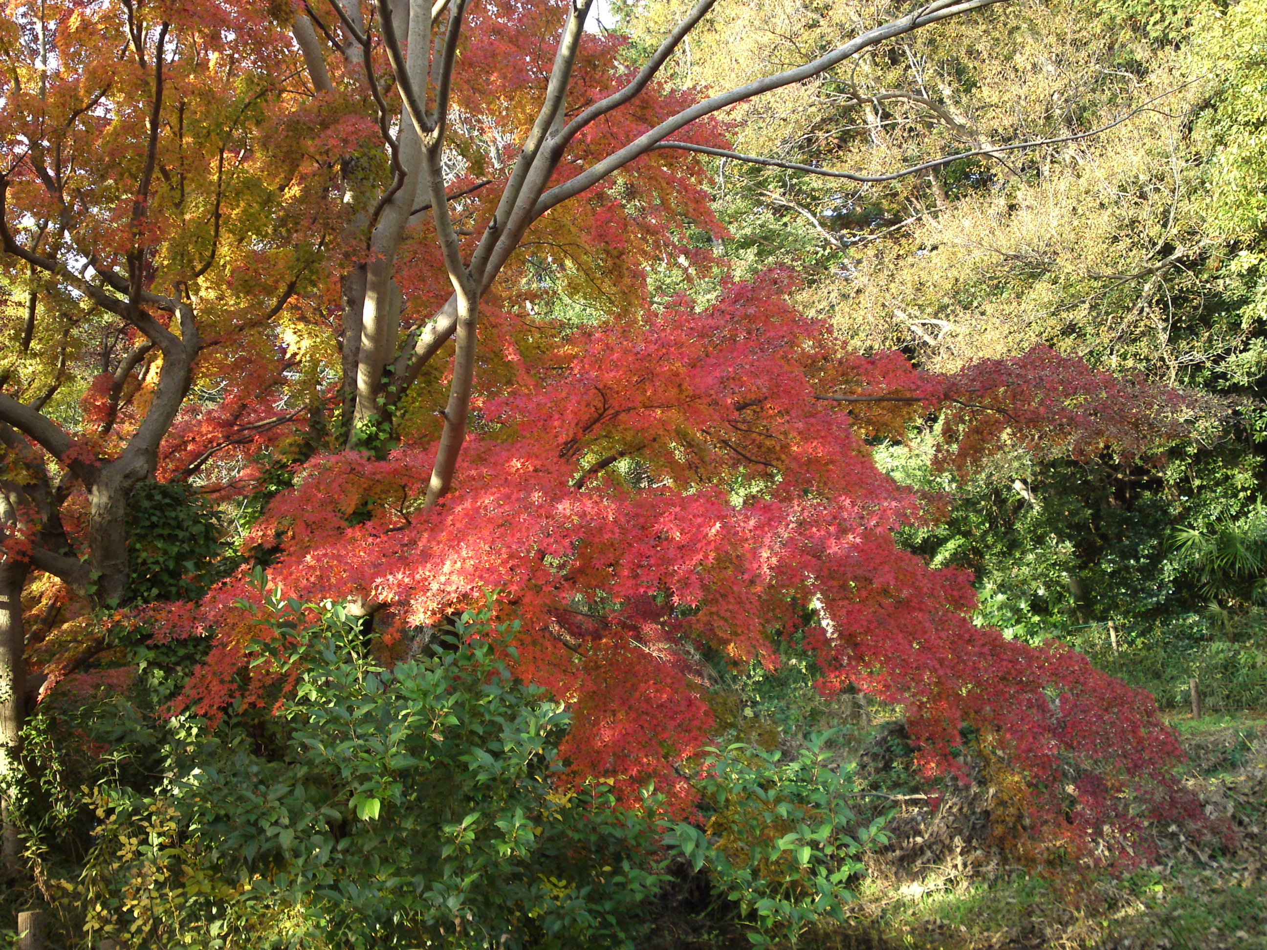 2019年じゅんさい池緑地公園晩秋の風景３２