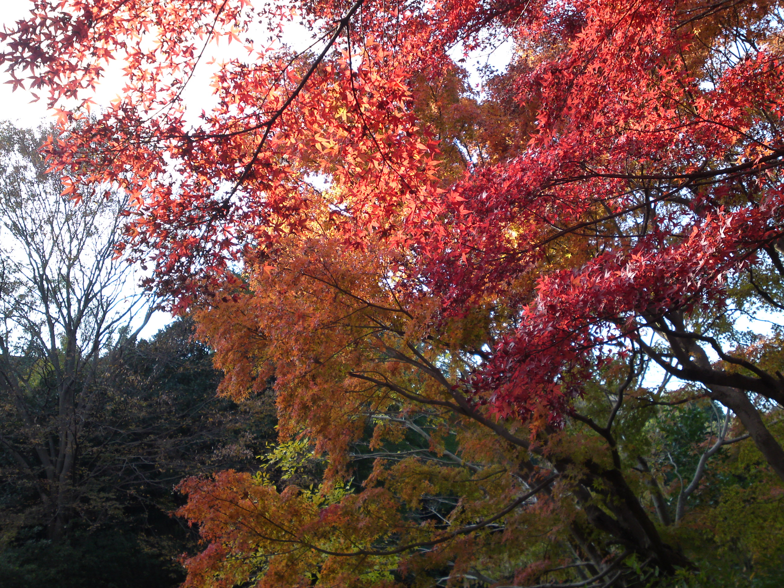 2019年じゅんさい池緑地公園晩秋の風景３３