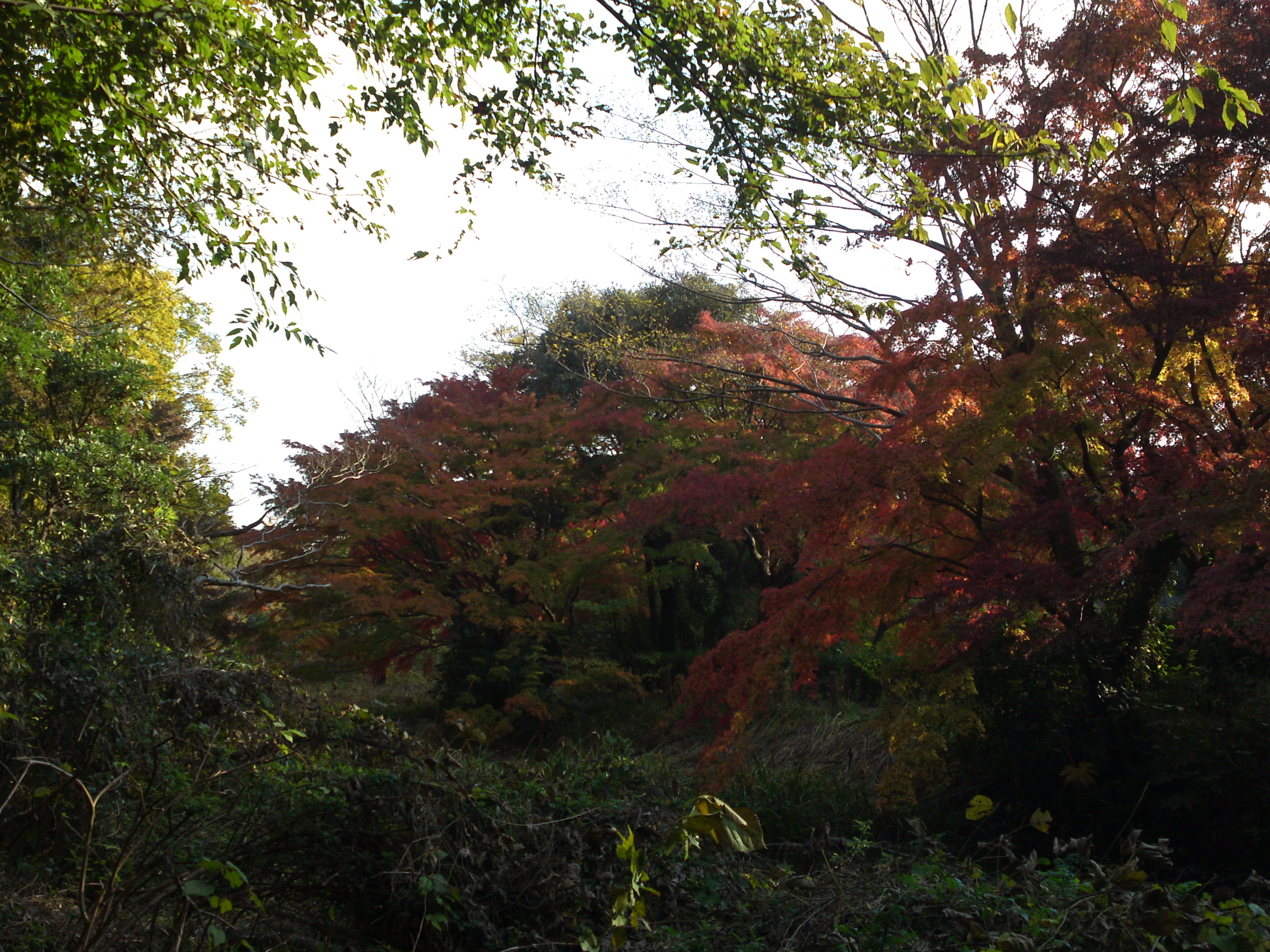 2019年じゅんさい池緑地公園晩秋の風景３４