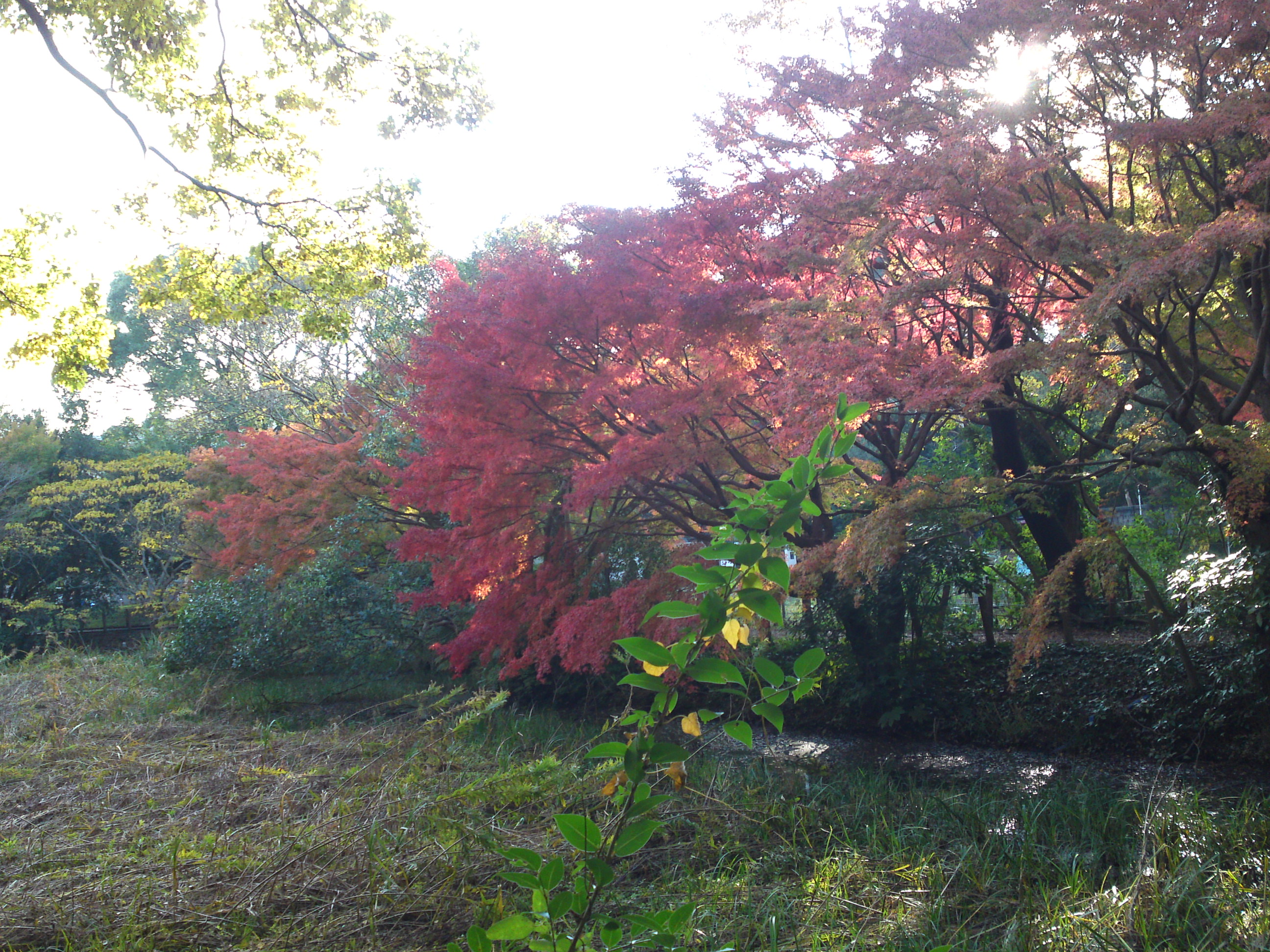 2019年じゅんさい池緑地公園晩秋の風景３５