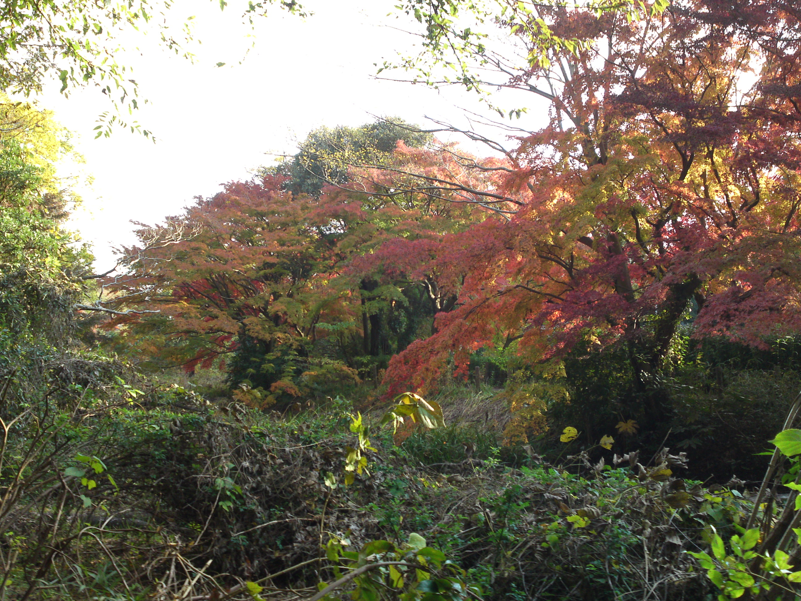 2019年じゅんさい池緑地公園晩秋の風景３６