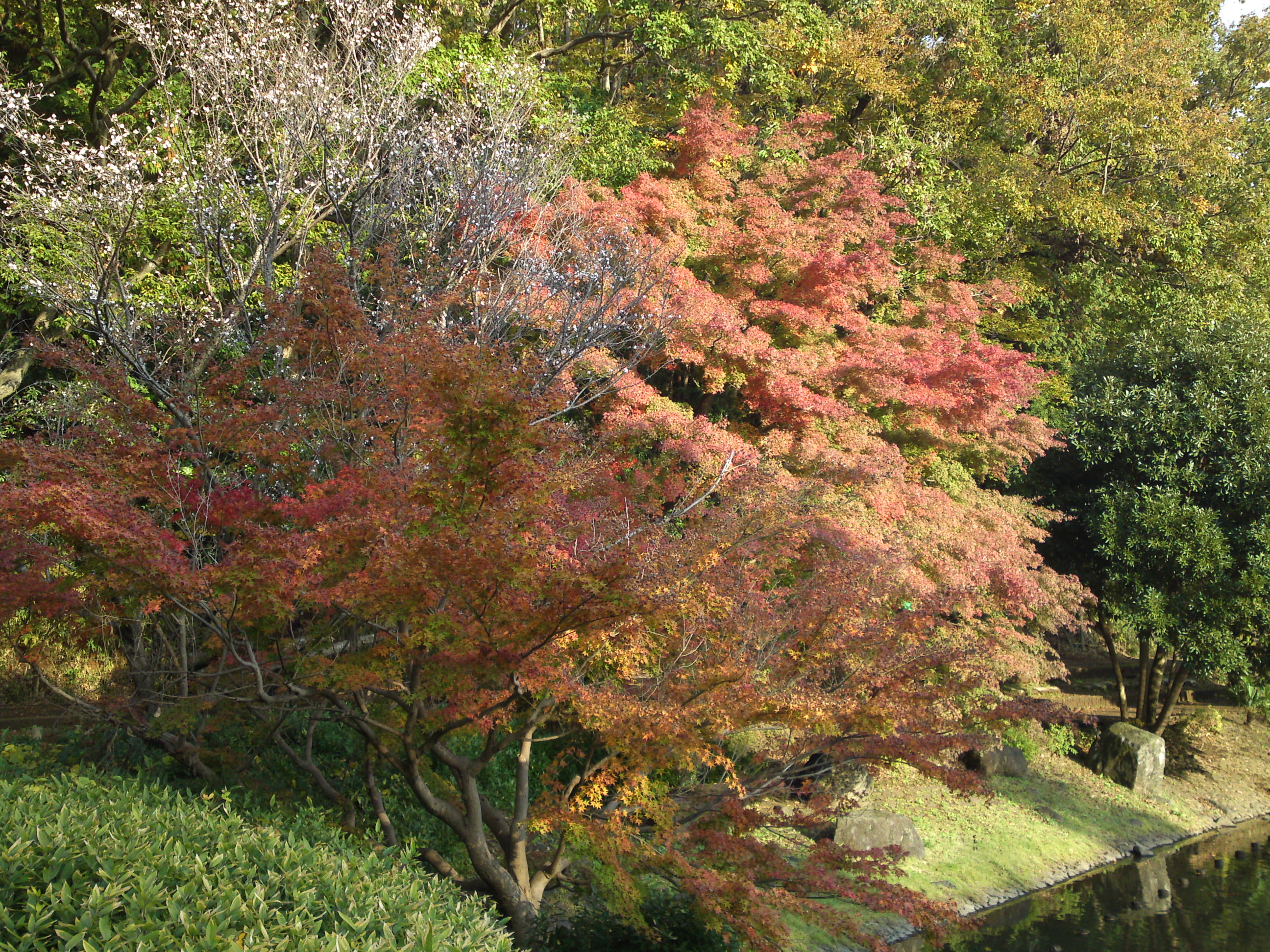 2019年じゅんさい池緑地公園晩秋の風景３７