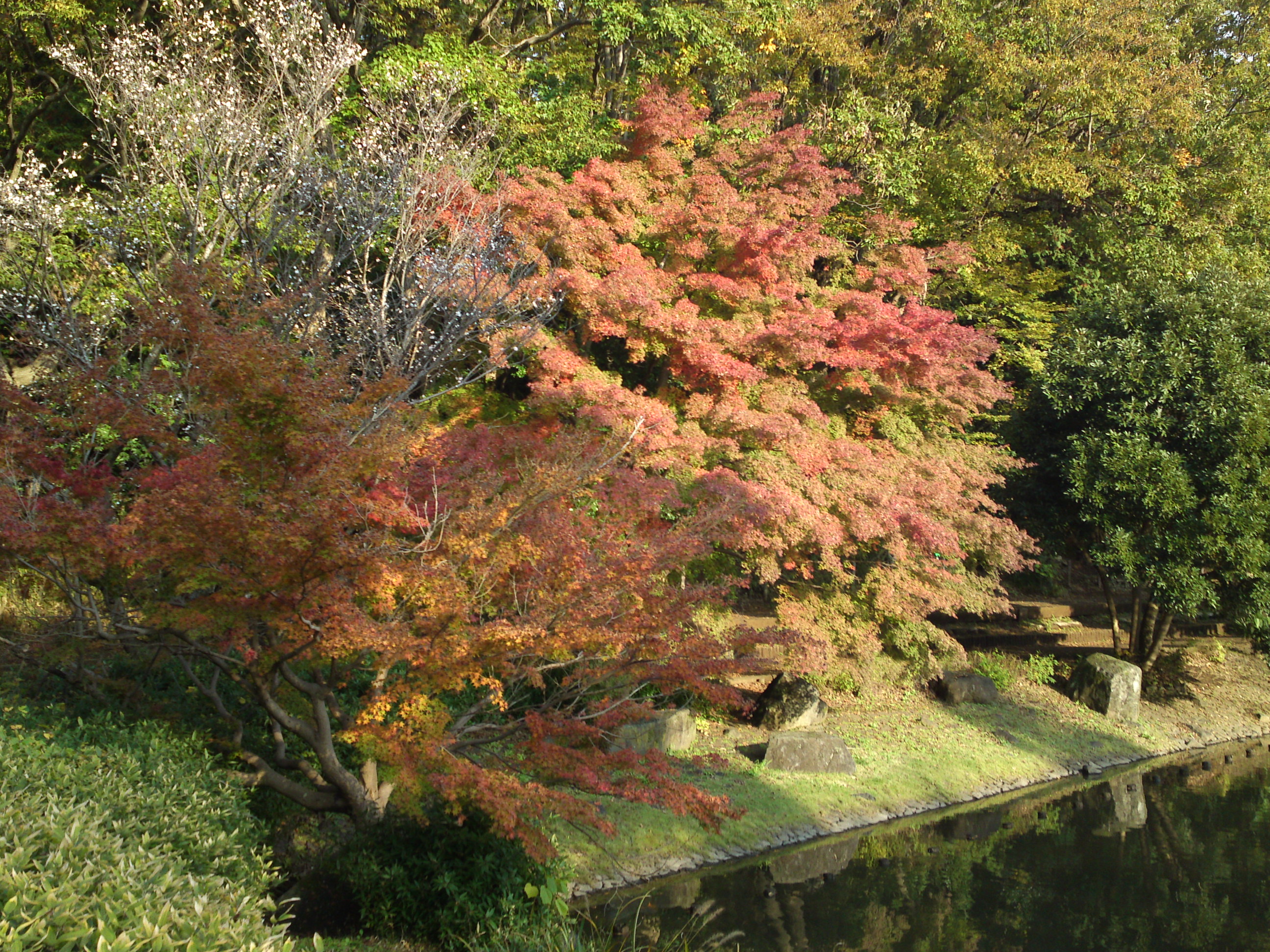 2019年じゅんさい池緑地公園晩秋の風景３８