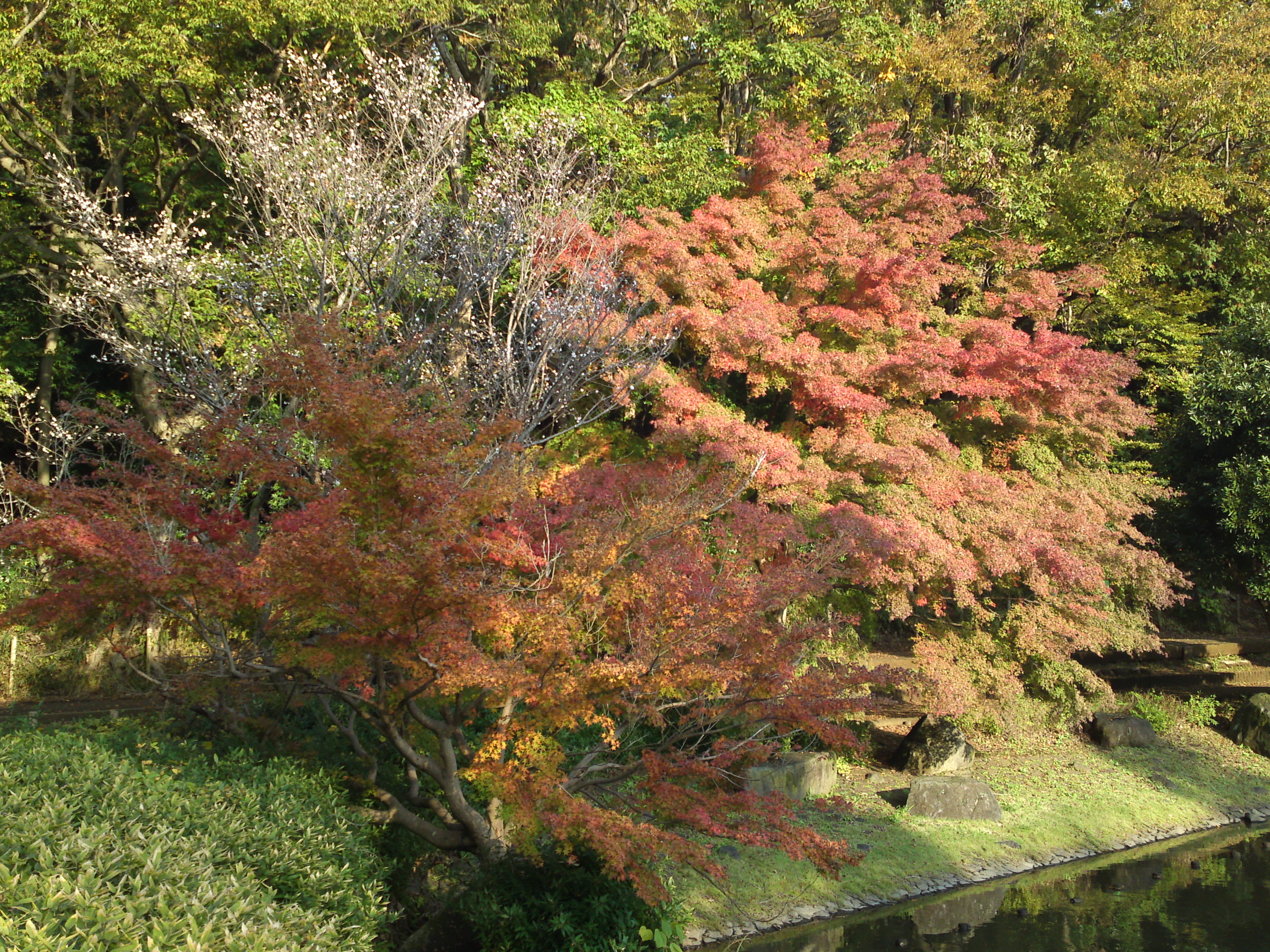 2019年じゅんさい池緑地公園晩秋の風景３９