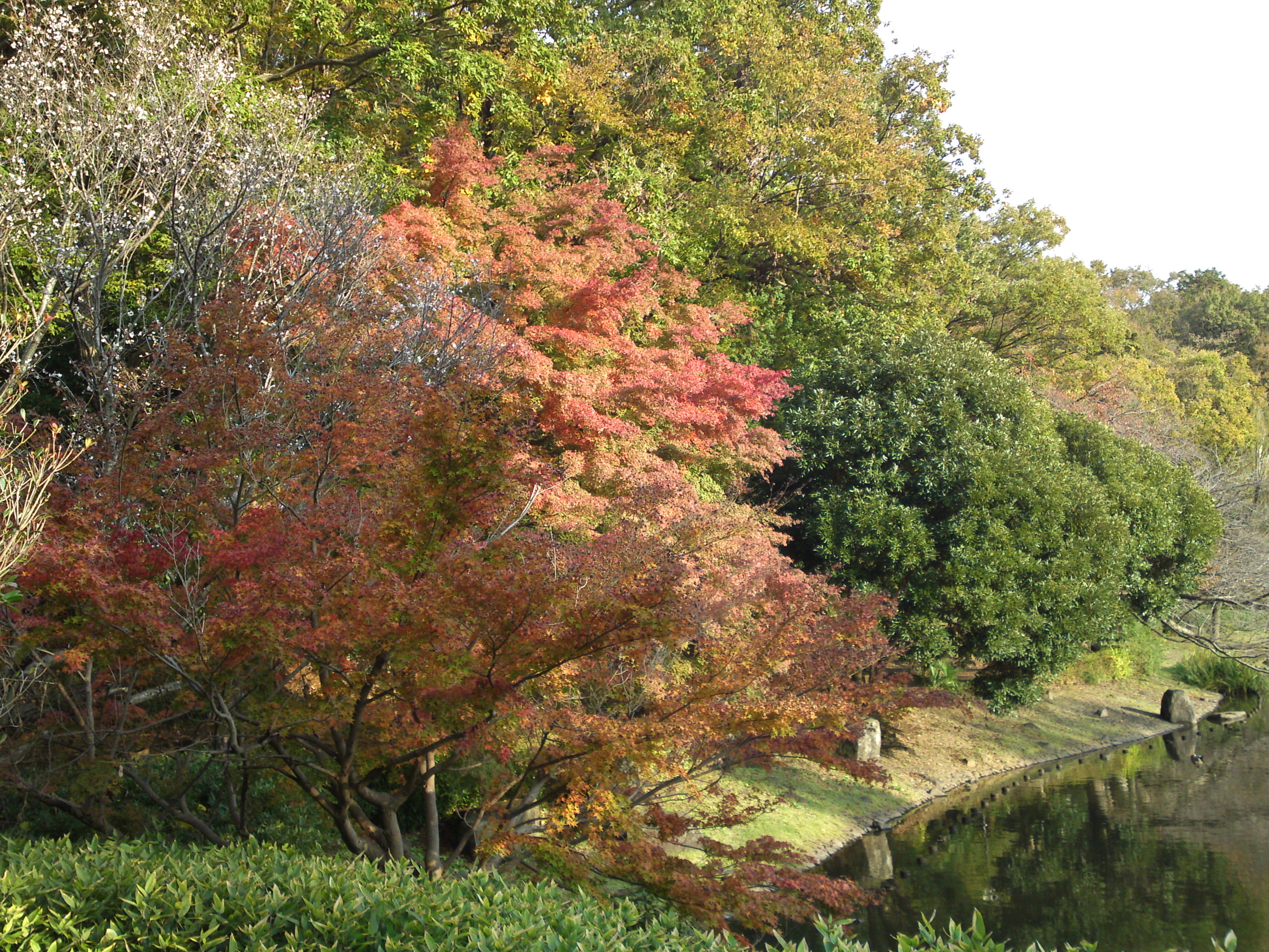 2019年じゅんさい池緑地公園晩秋の風景４０