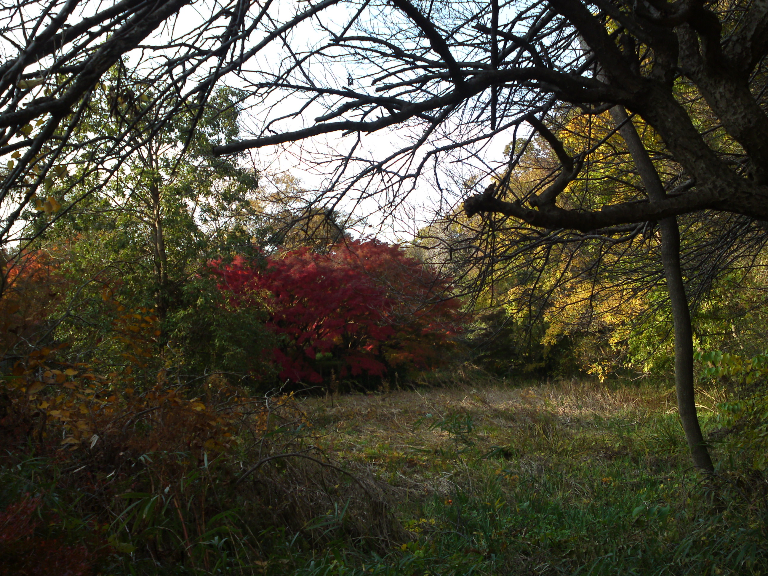 2019年じゅんさい池緑地公園晩秋の風景４１