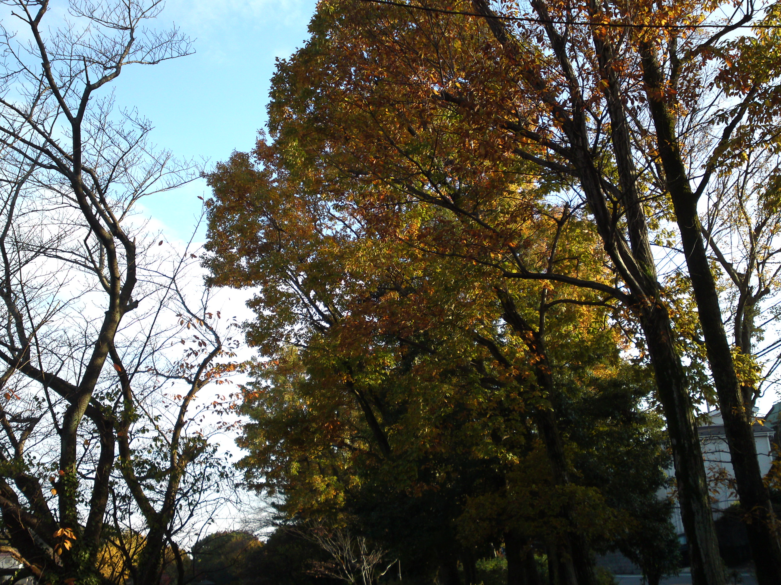 2019年じゅんさい池緑地公園晩秋の風景４２