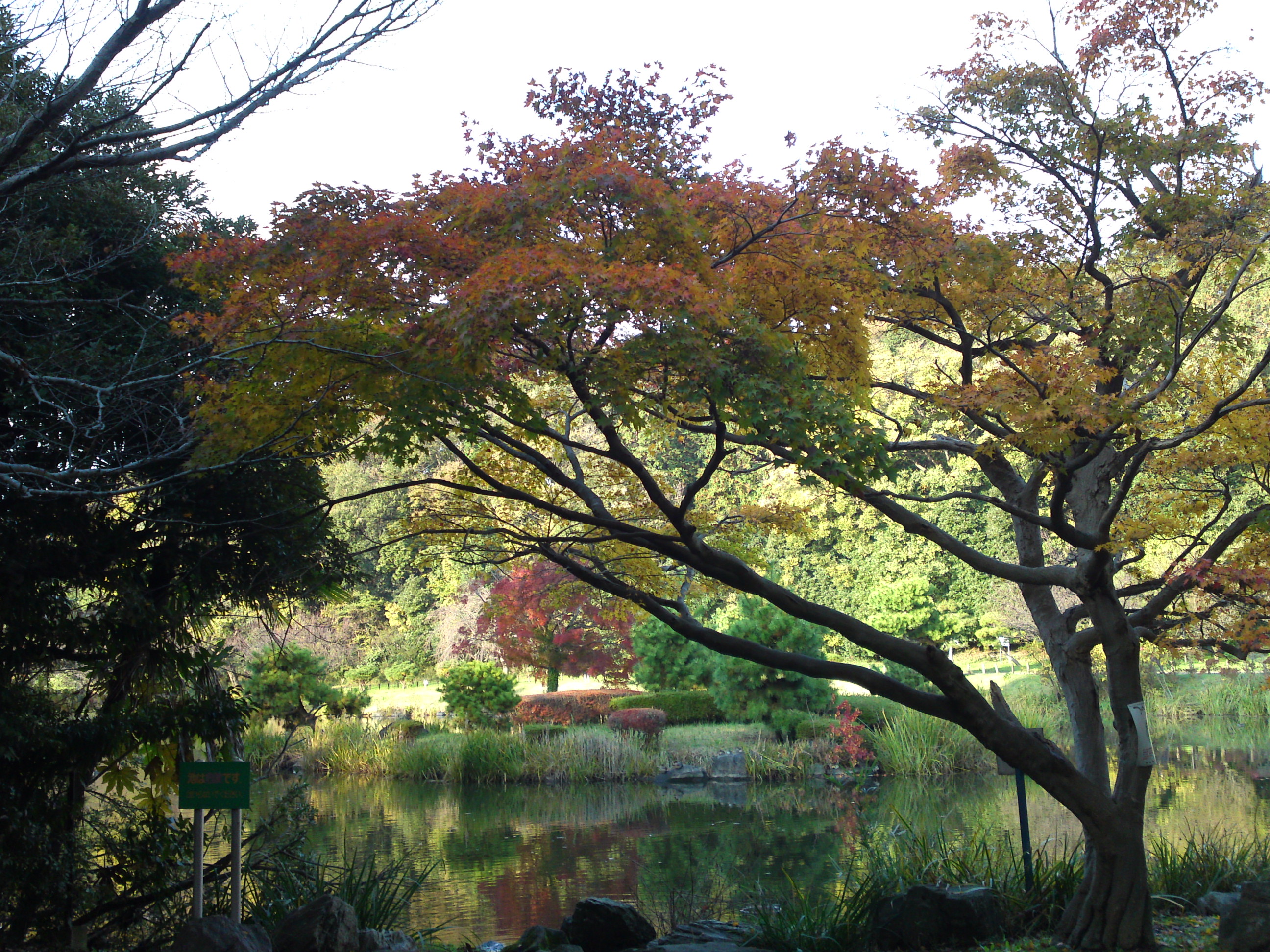 2019年じゅんさい池緑地公園晩秋の風景４５