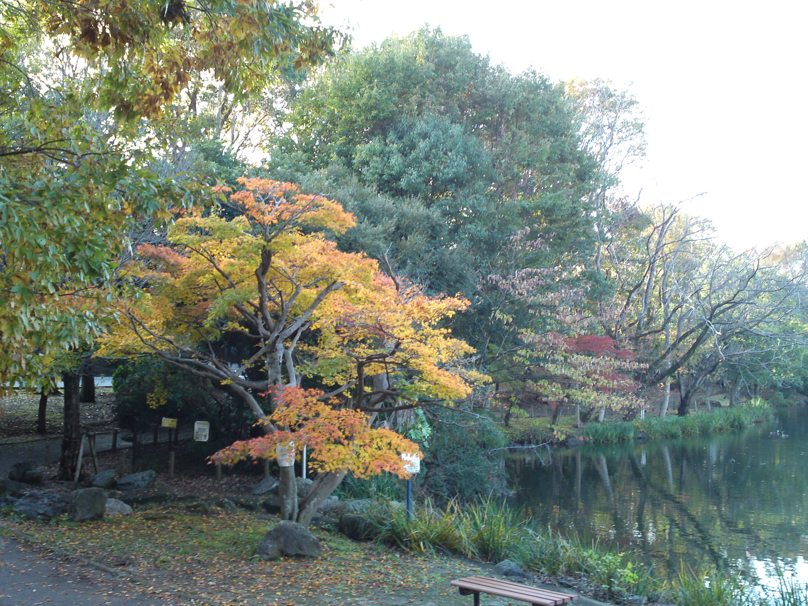 2019年じゅんさい池緑地公園晩秋の風景４６