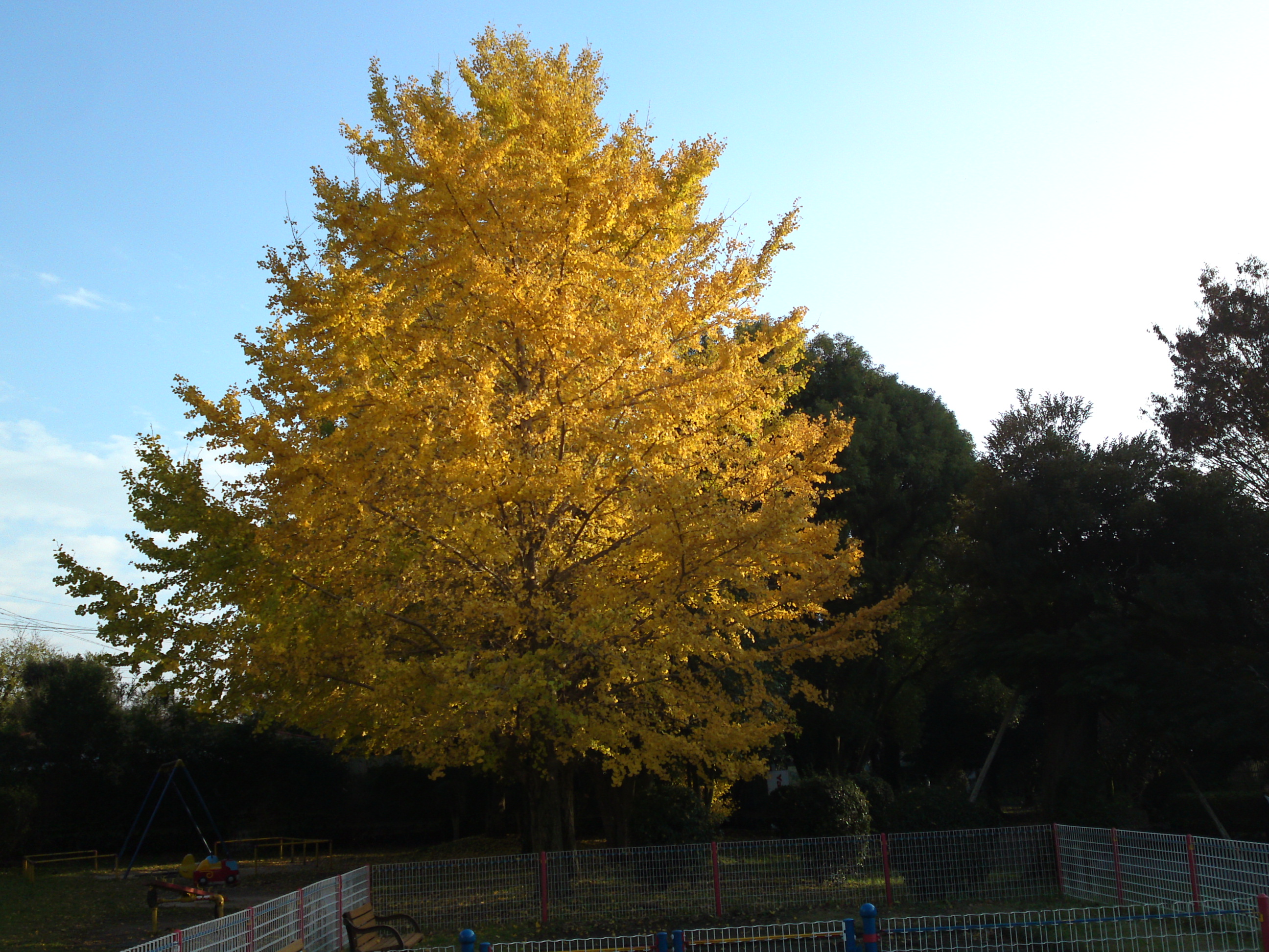 2019年じゅんさい池緑地公園晩秋の風景４７