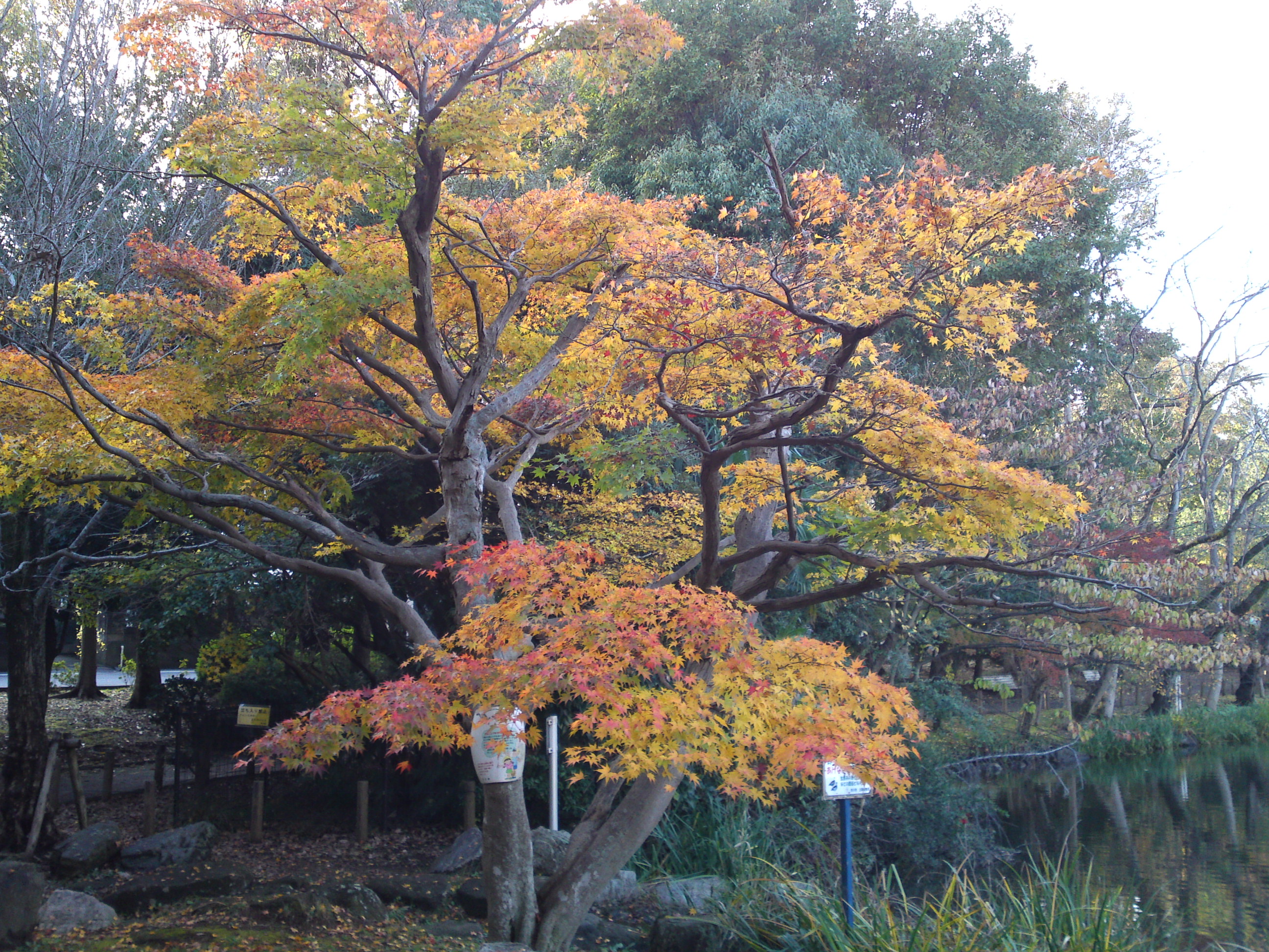 2019年じゅんさい池緑地公園晩秋の風景４８