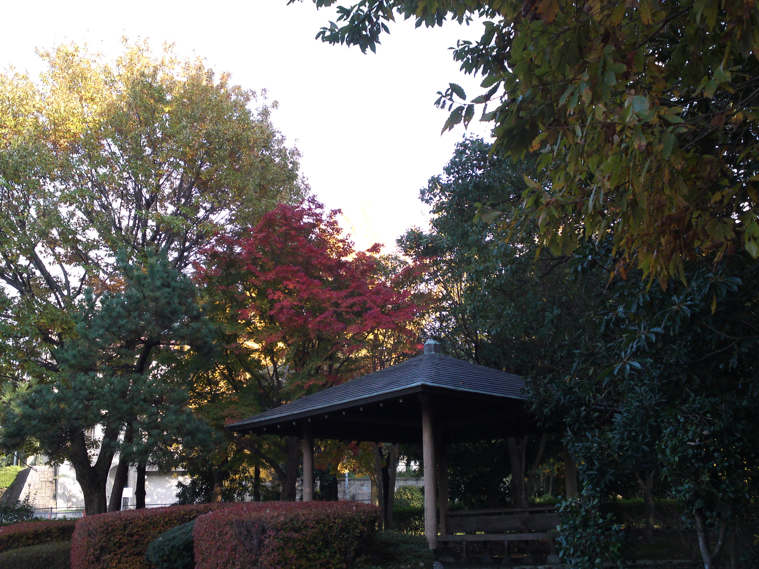 2019年じゅんさい池緑地公園晩秋の風景４９