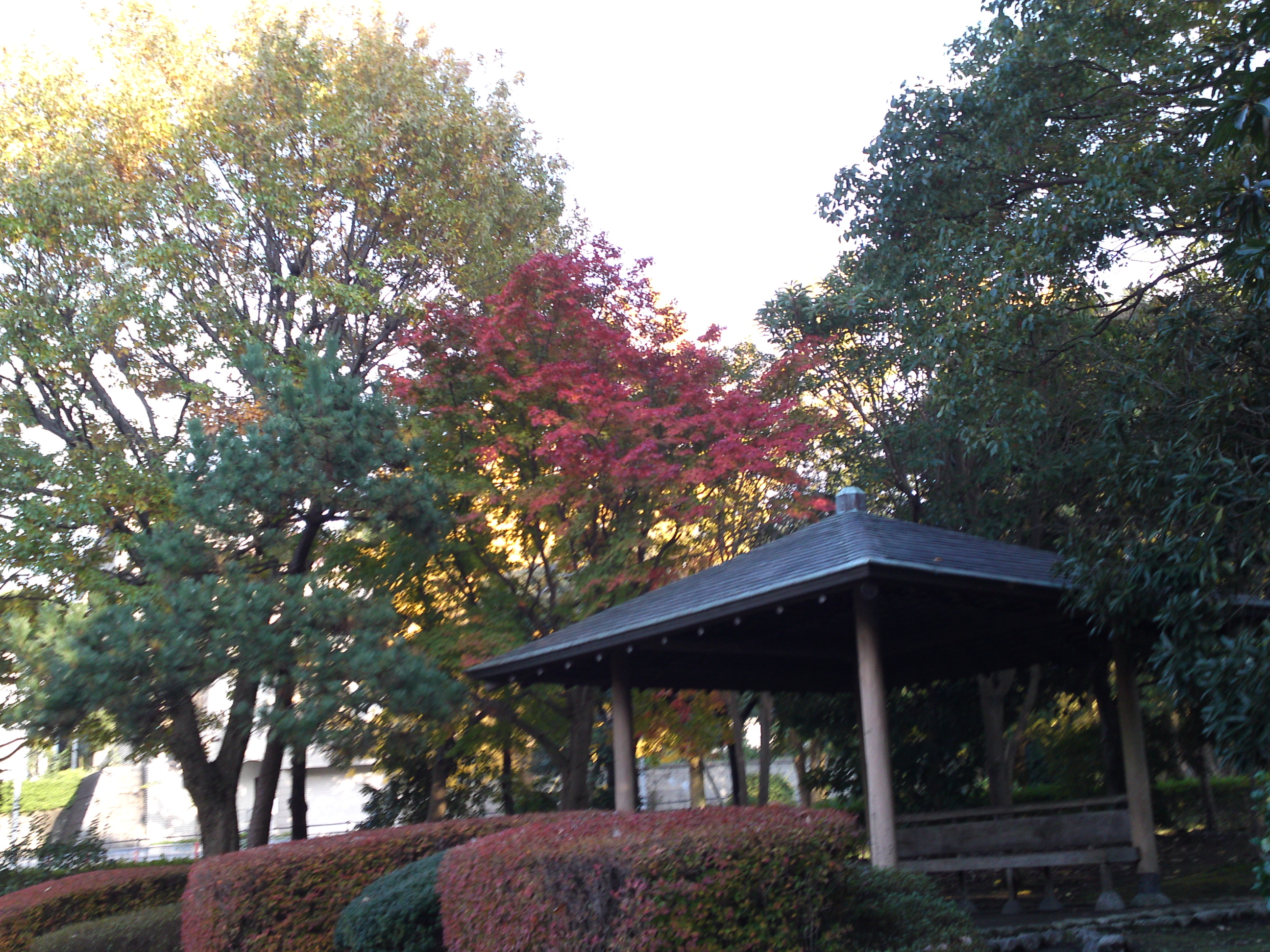 2019年じゅんさい池緑地公園晩秋の風景５０