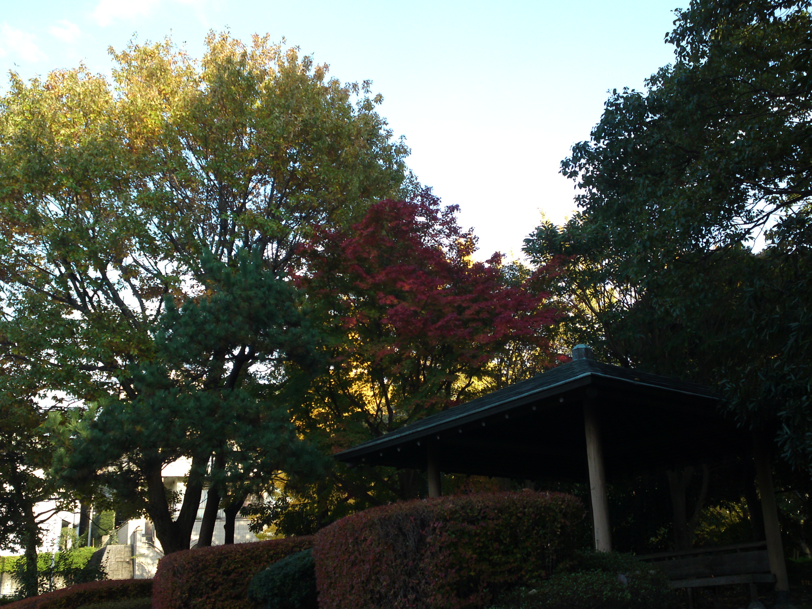 2019年じゅんさい池緑地公園晩秋の風景５１