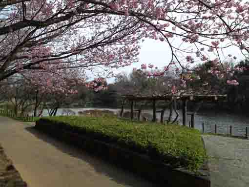 pink cherry blossoms over the pond