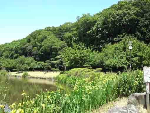 ジュンサイ池緑地公園に咲く黃菖蒲の花2