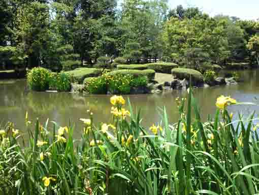 じゅん菜池の菖蒲の花