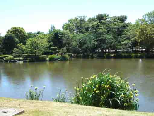 flowers and Junsaiike Pond in summer