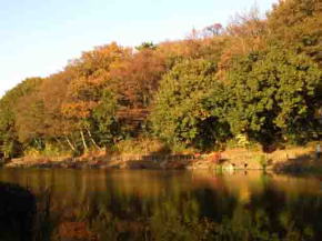 colored leaves and Junsaiike Pond