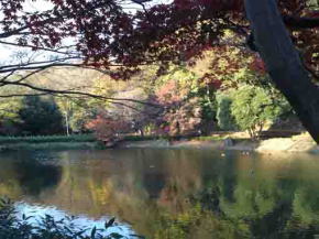 colored leaves around the pond